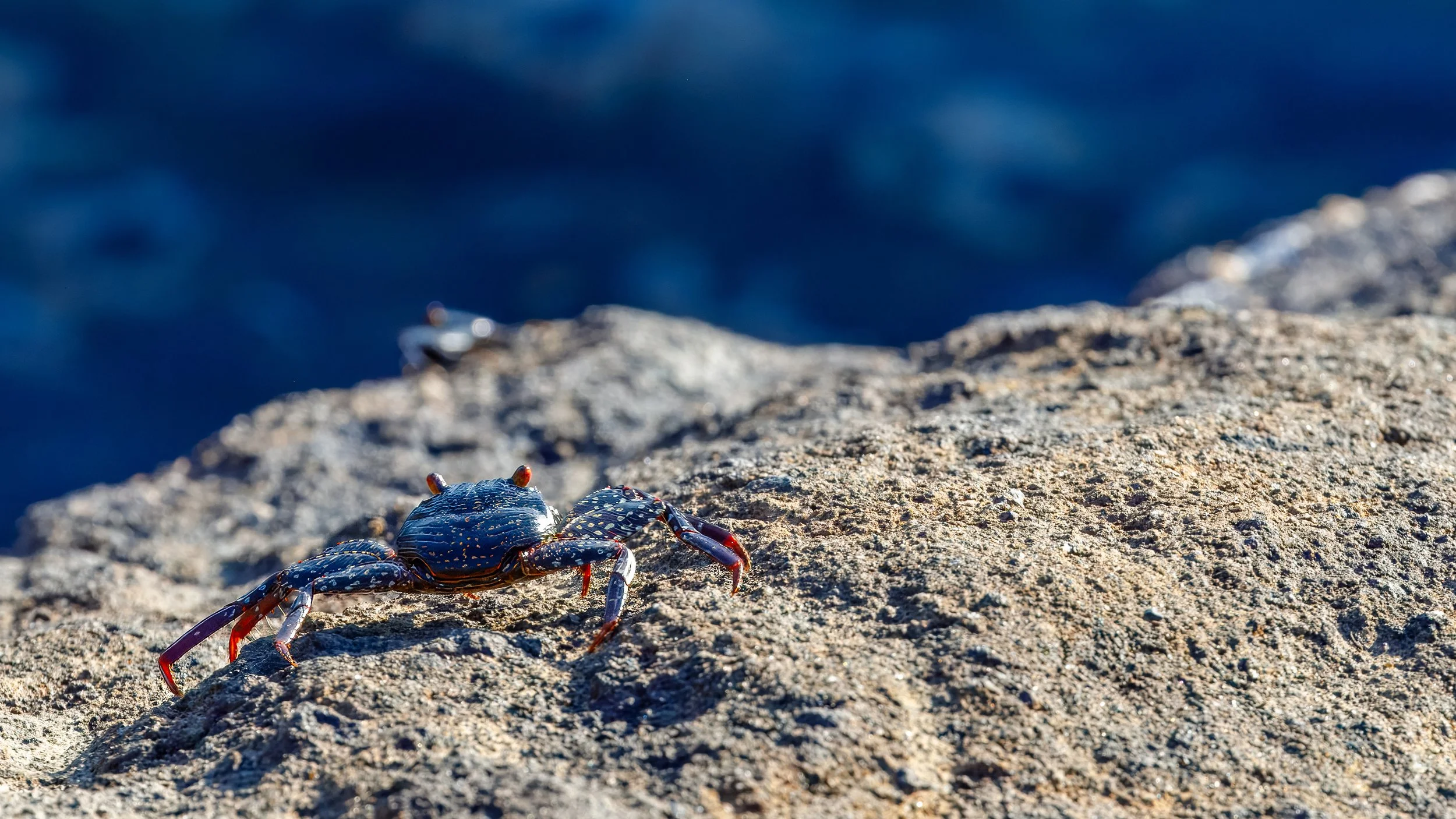  Another Sally Lightfoot crab.  Young crabs are dark, to camouflage with black lava rock, before developing the bright red shell 
