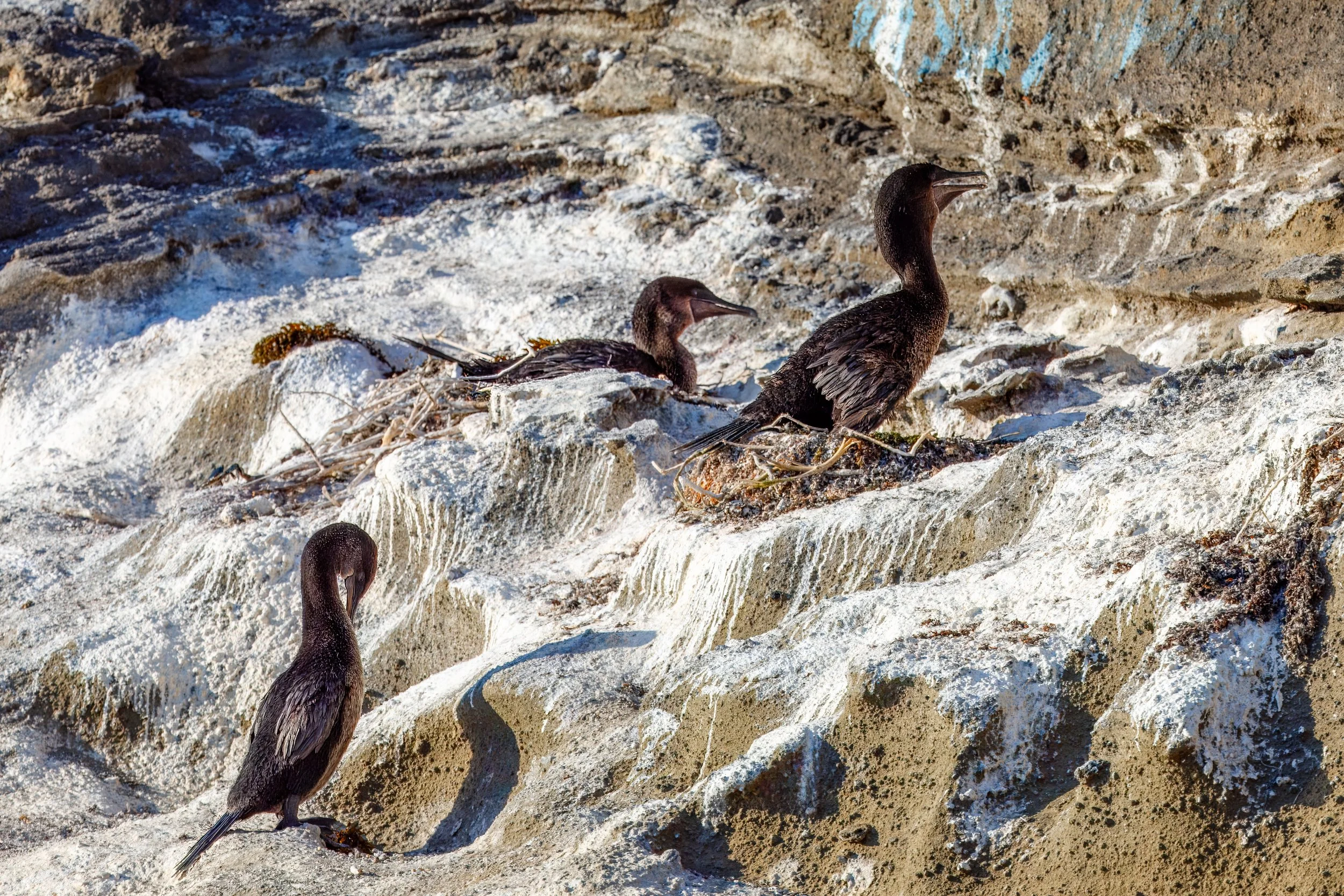  Several flightless cormorants resting on the rocky coastline, restricted to the shores of Isabela and Fernandina islands 