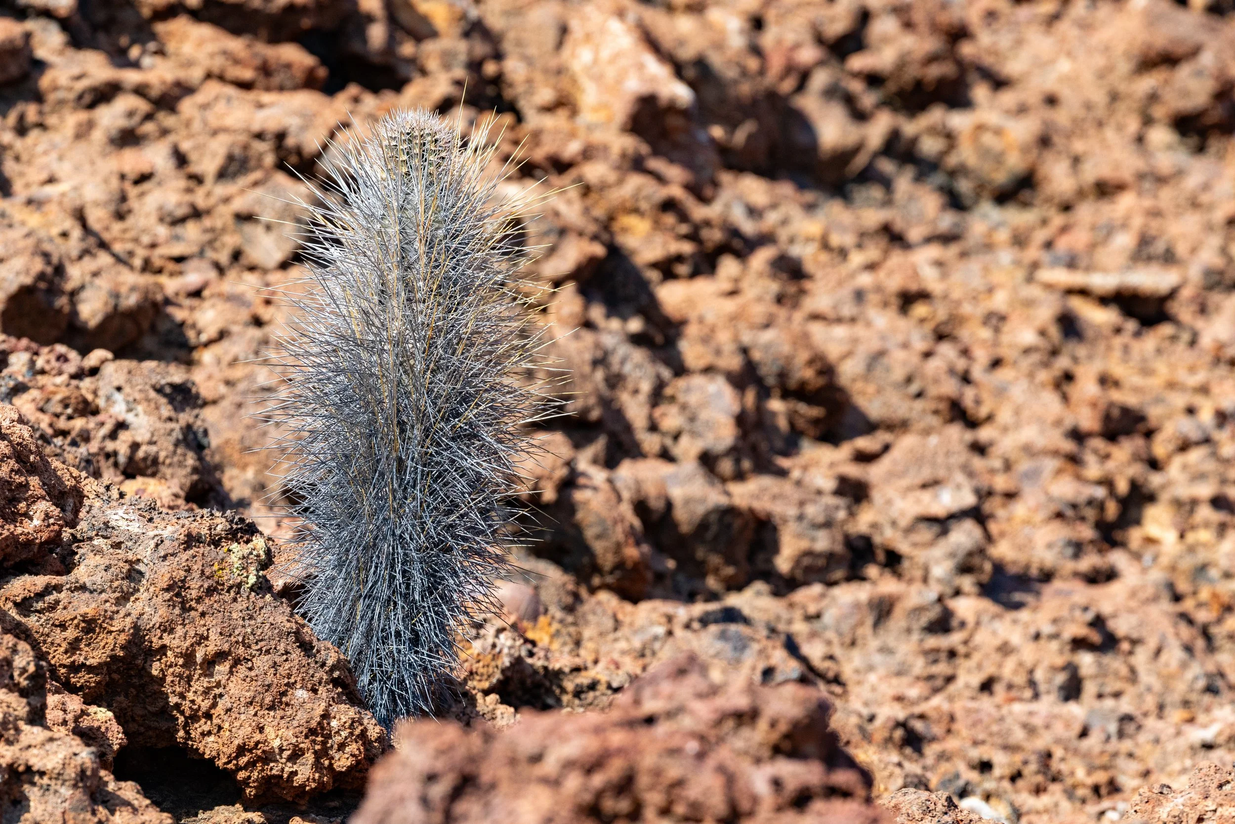  The lava cactus, unique to the Galápagos Islands, is one of the first pioneers to settle among the lava rocks 