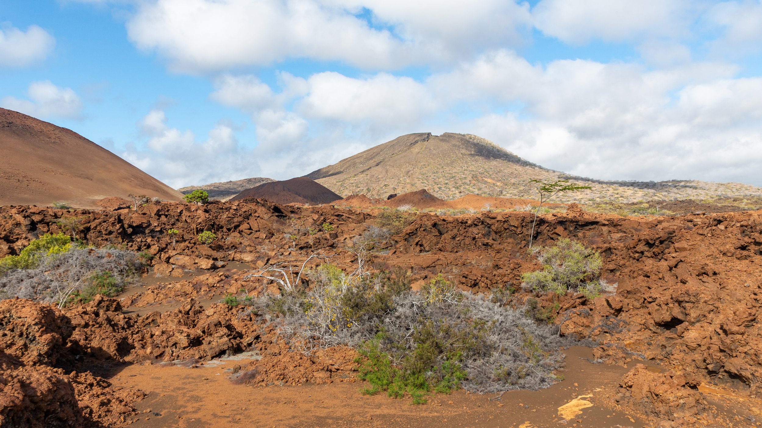  Seeing the mixture of dormant and active vegetation  