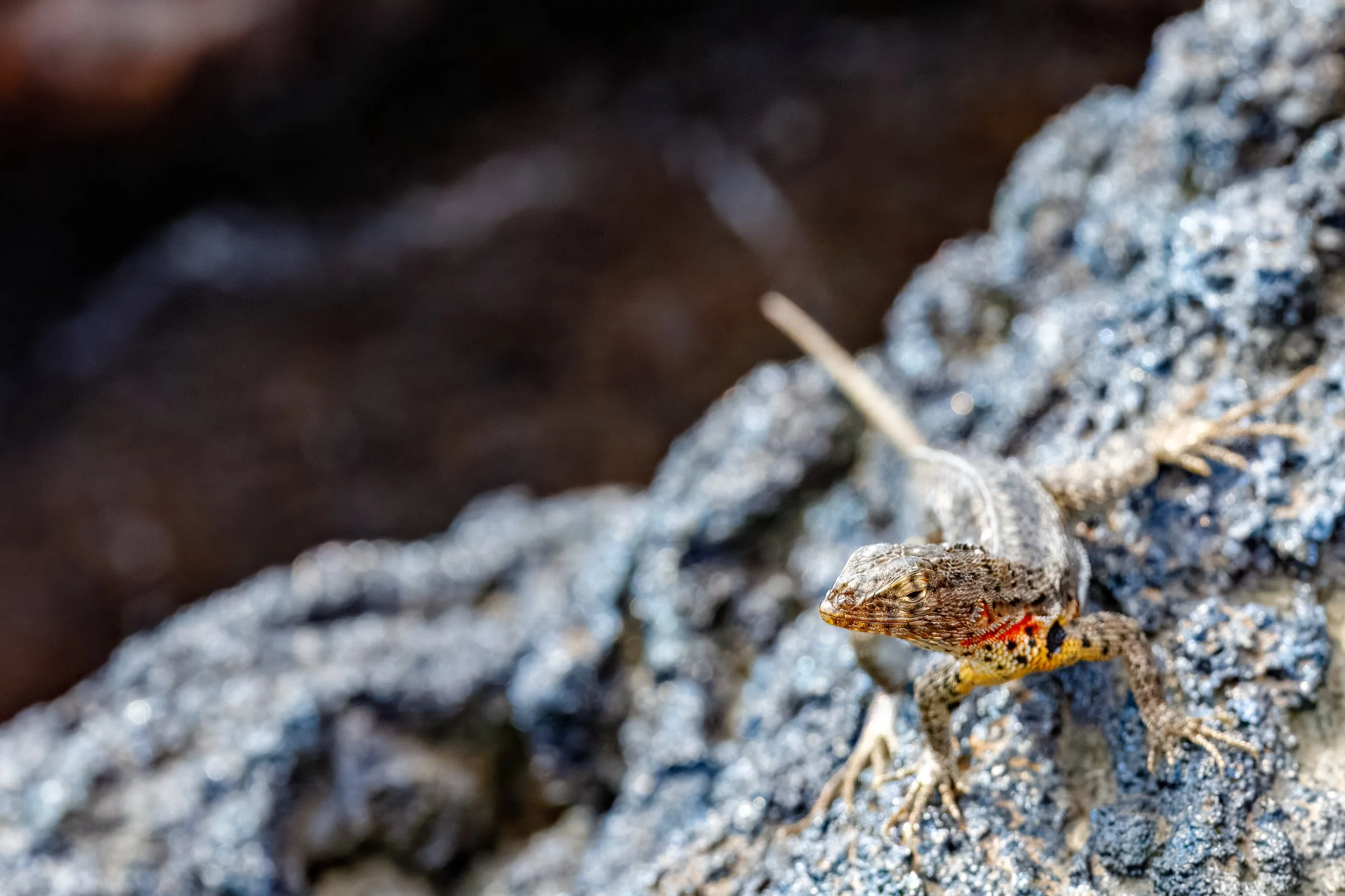  Another more colourful lava lizard 