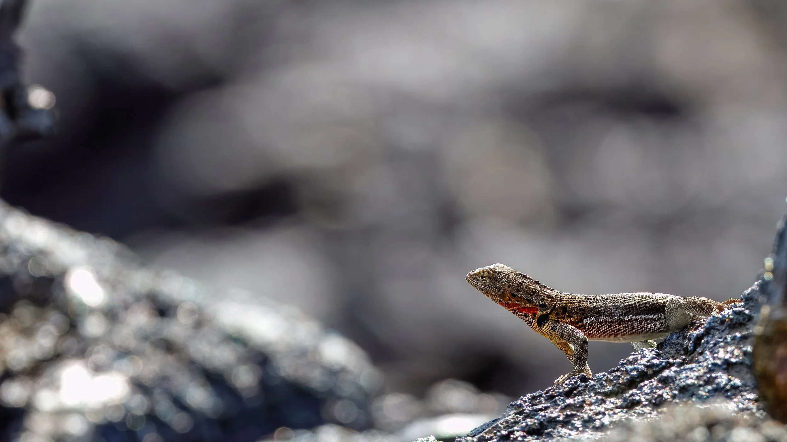  Beautiful lizard profile 