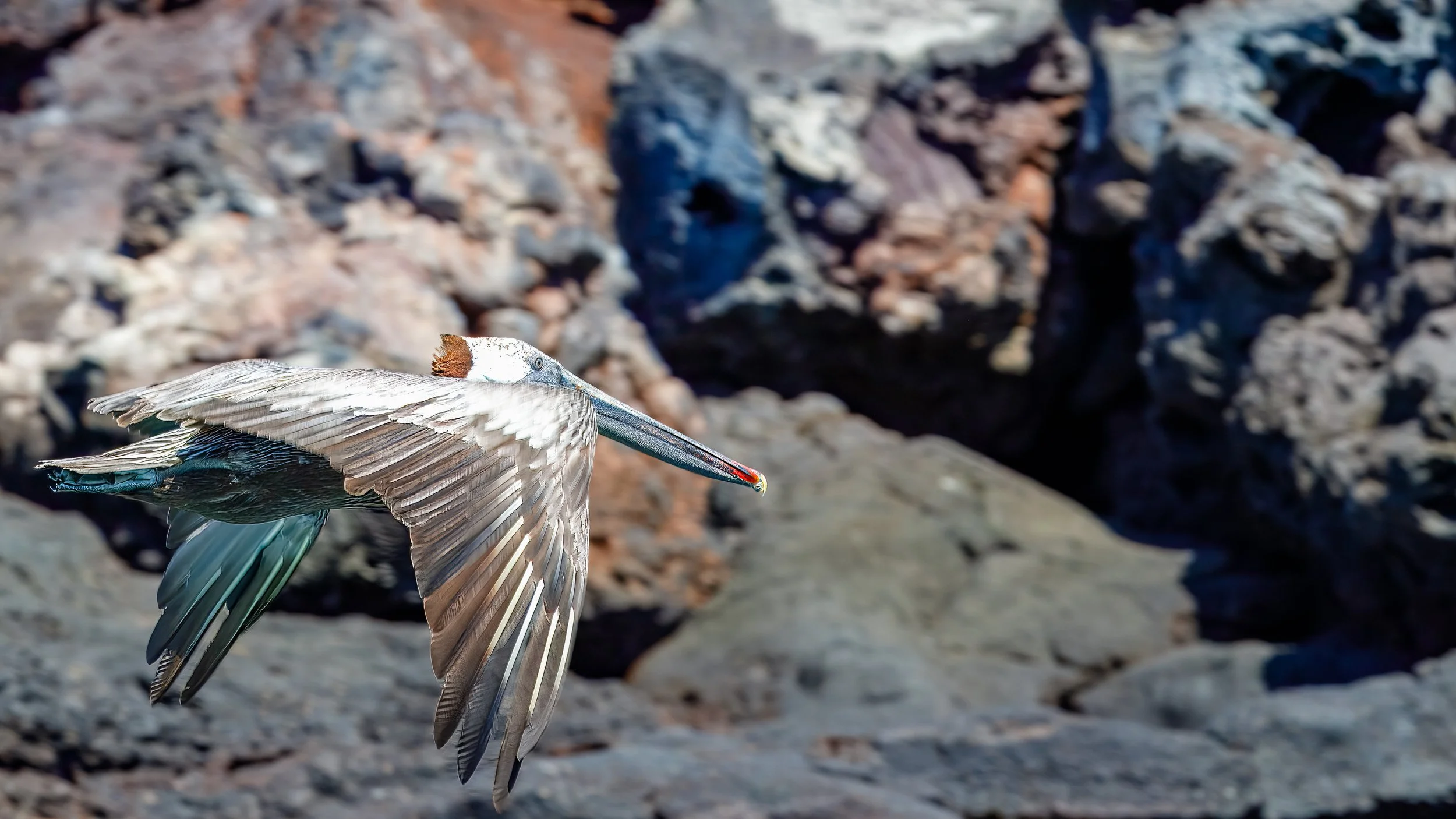  Catching a brown pelican in flight 