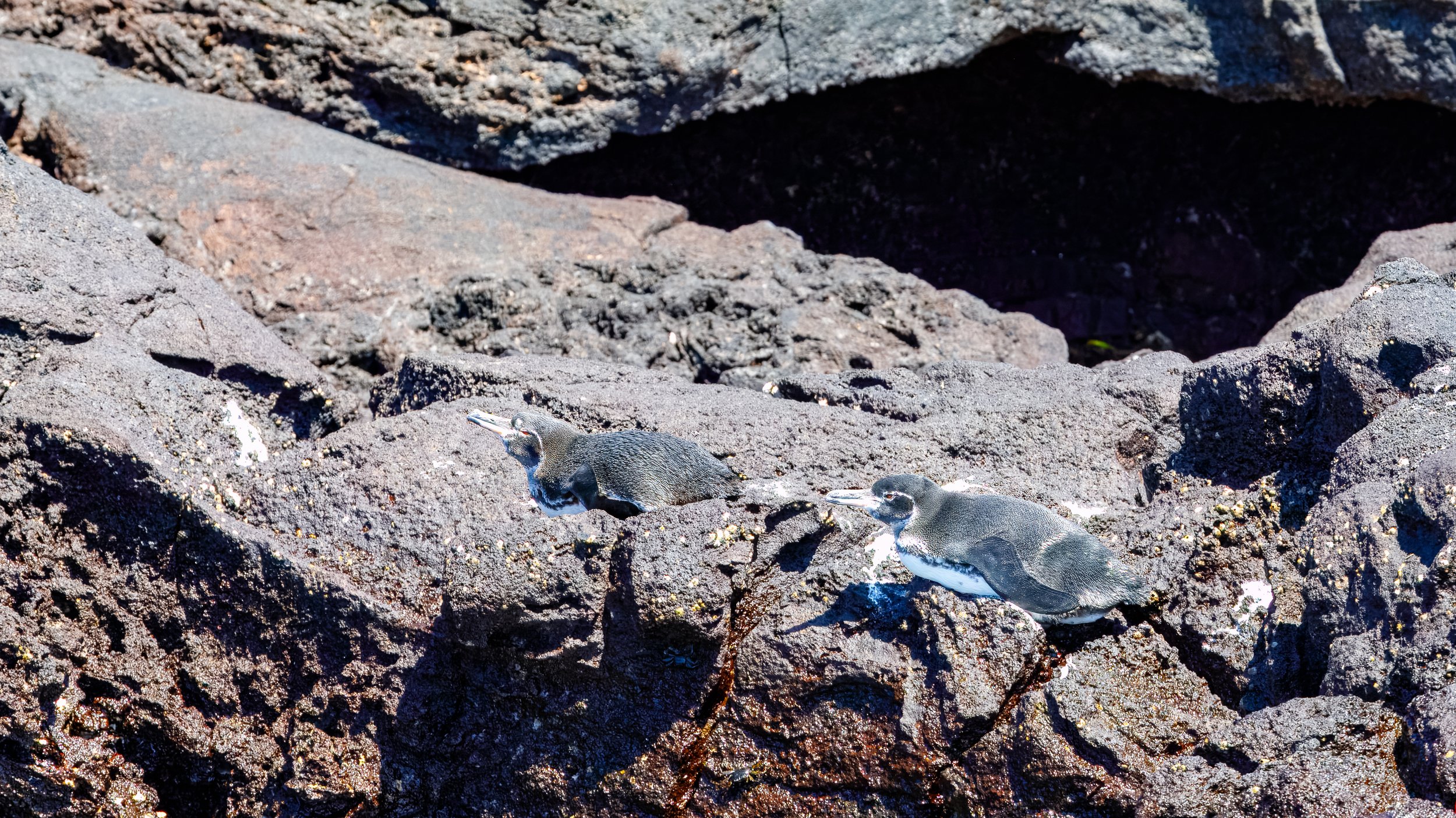  From the tender boat, we were able to get a closeup of some Galapagos penguins resting near the snorkelers 