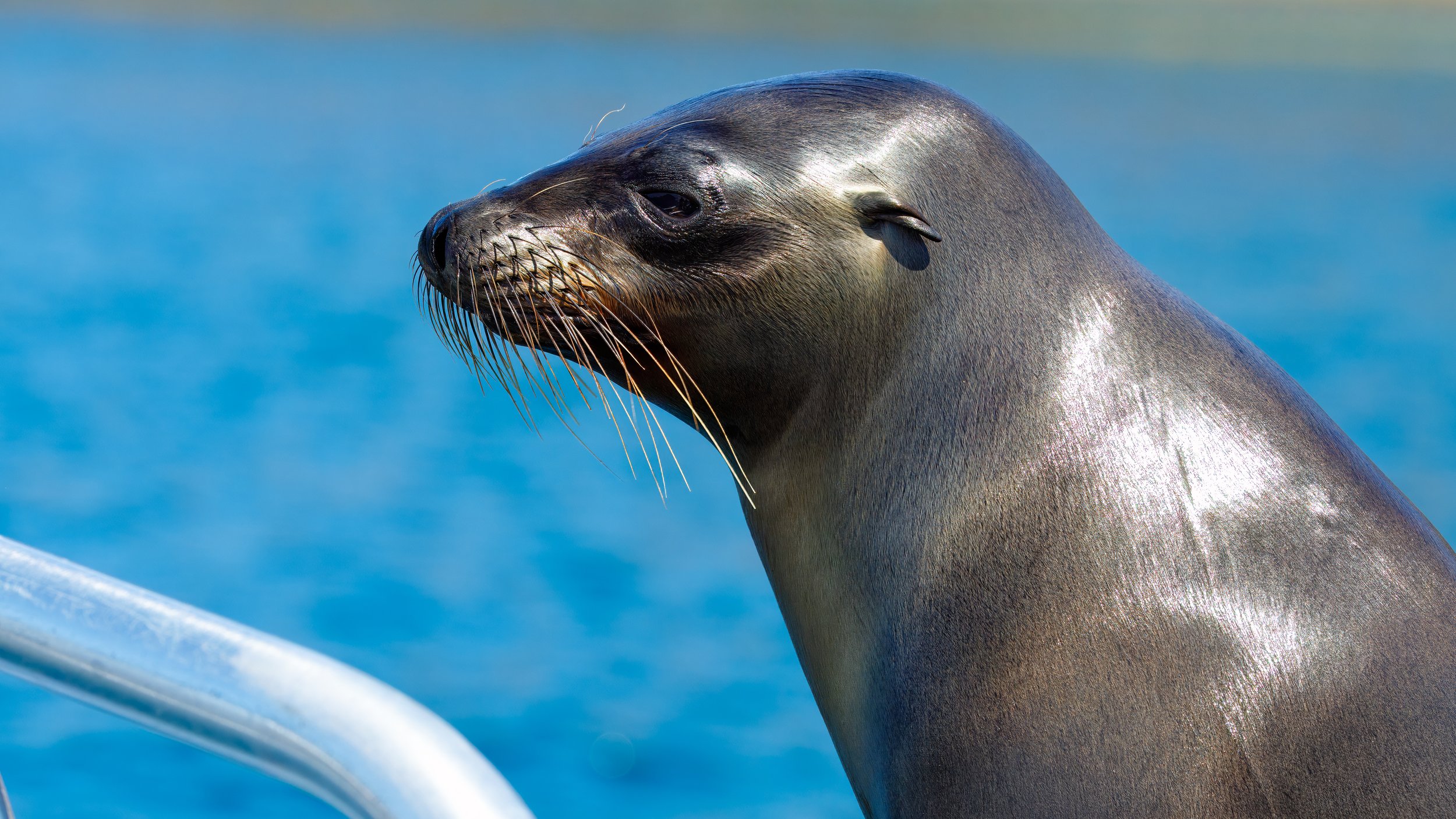  Our guide assured us that the adolescent sealions were not aggressive and just curious, so we enjoyed the visit  