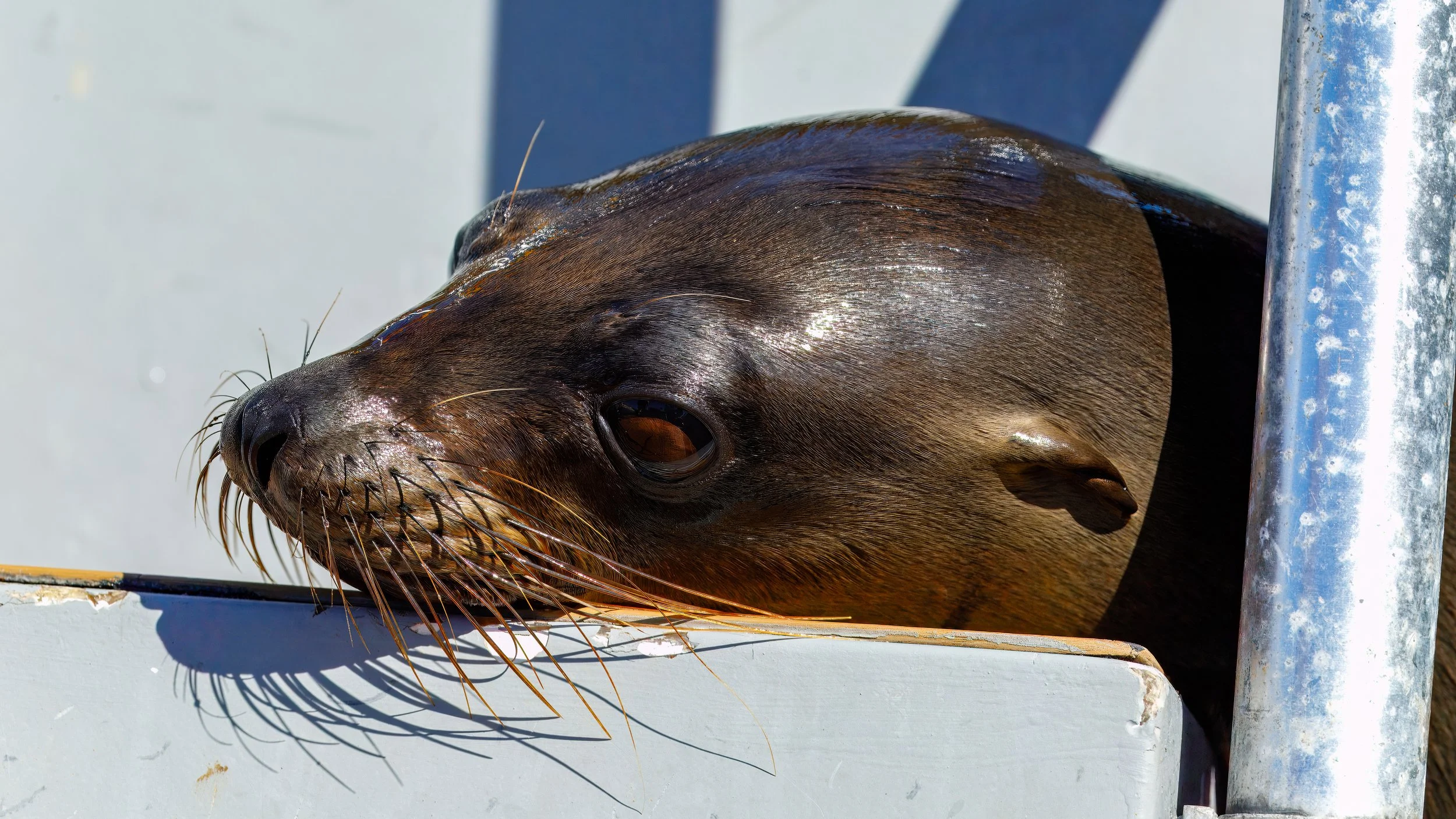  While our snorkelers were in the water, a young male sealion took interest in the boat and stopped by for a visit 