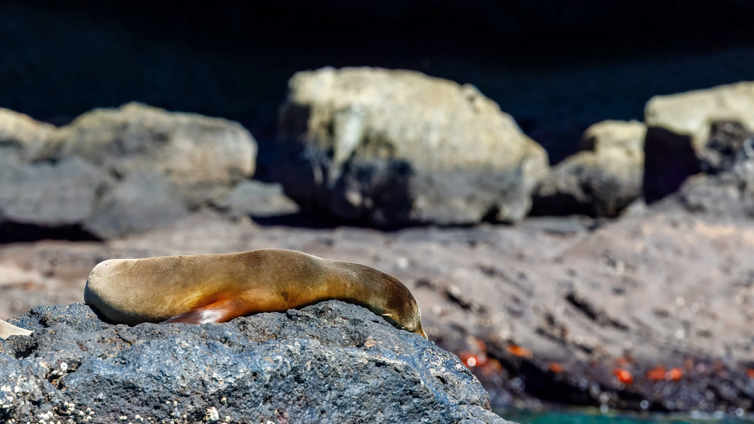 After the snorkeling ride-along, we had a quick break before heading to North Bartolome Island and catching this resting sealion 