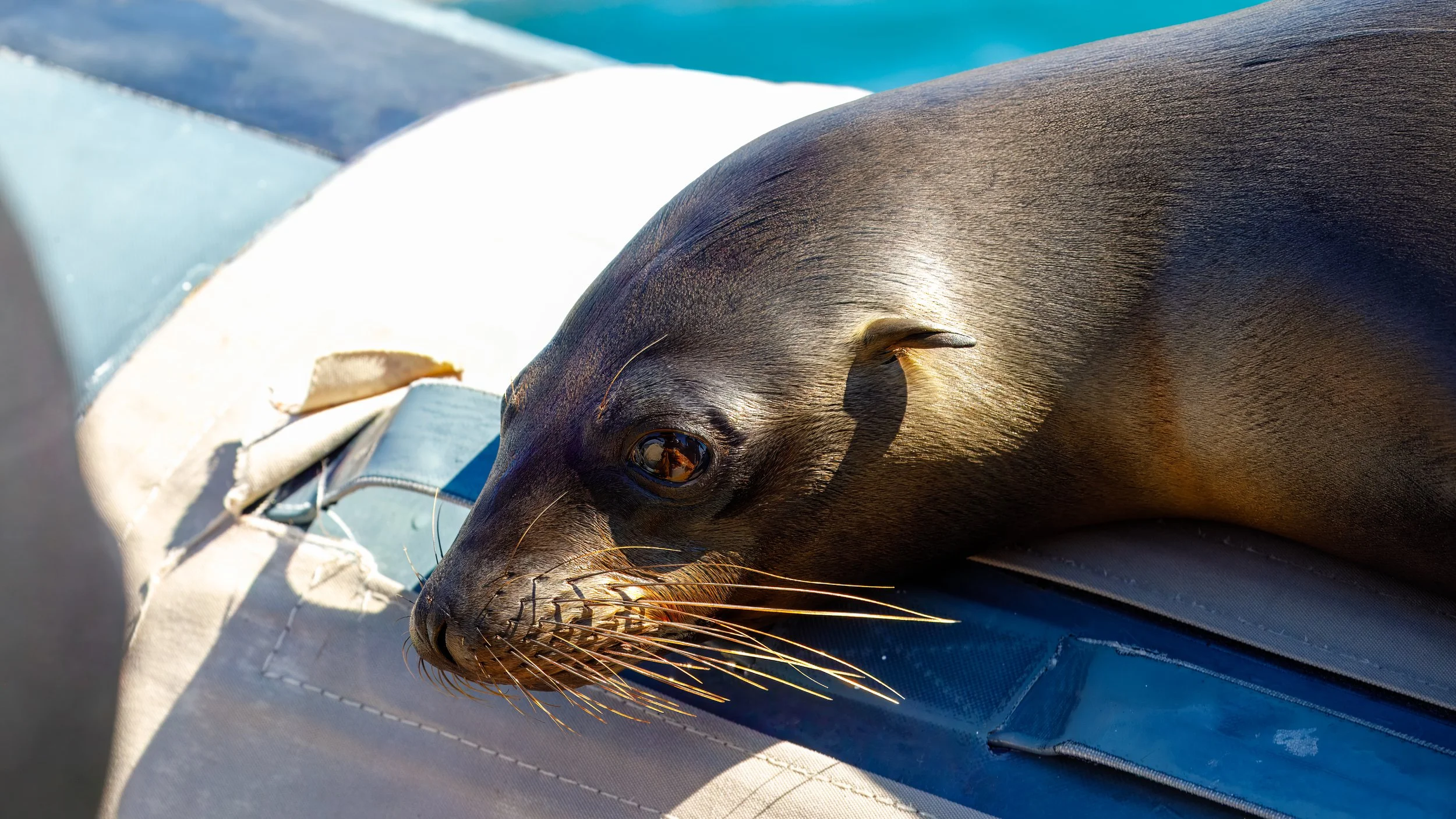  Such a handsome sealion 