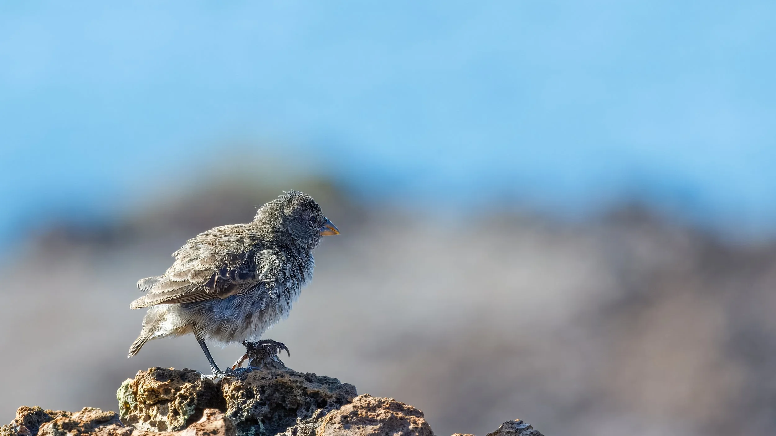  A small ground finch 