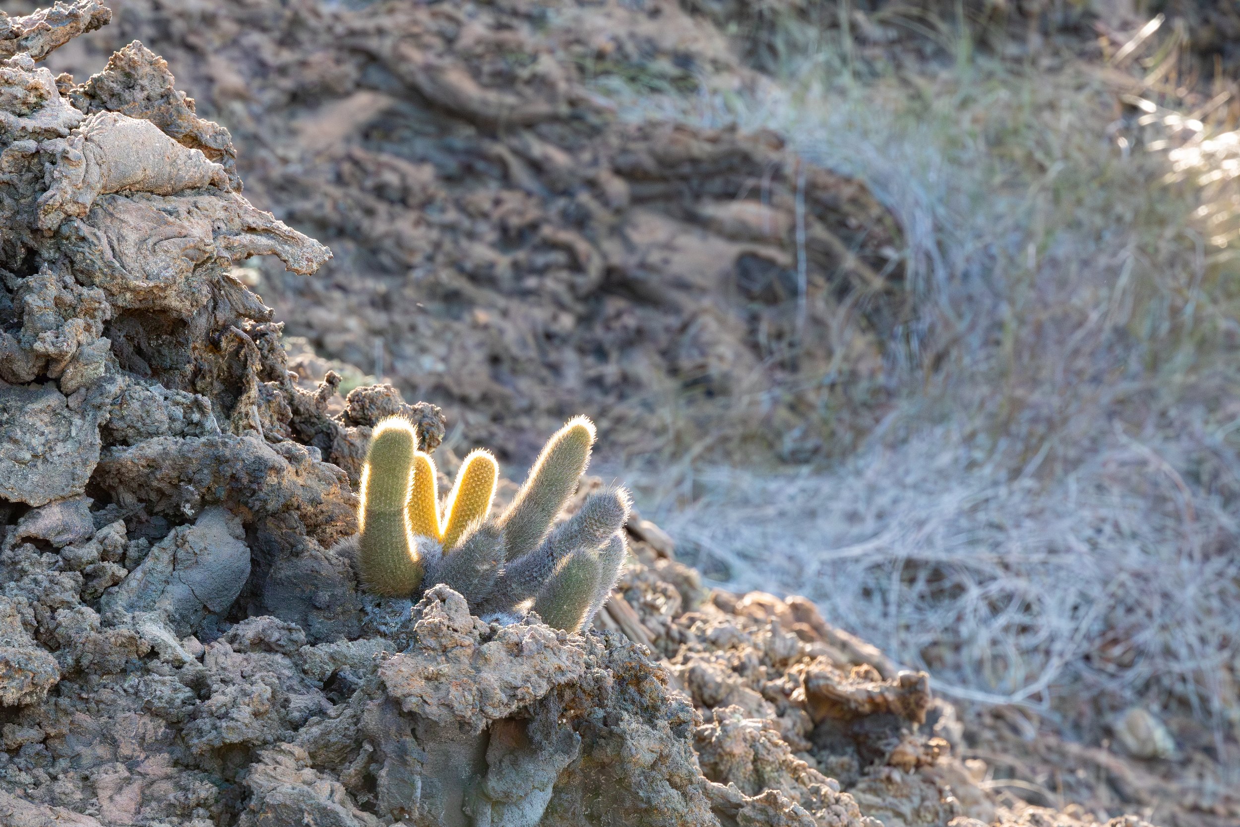  Another collection of lava cactus 