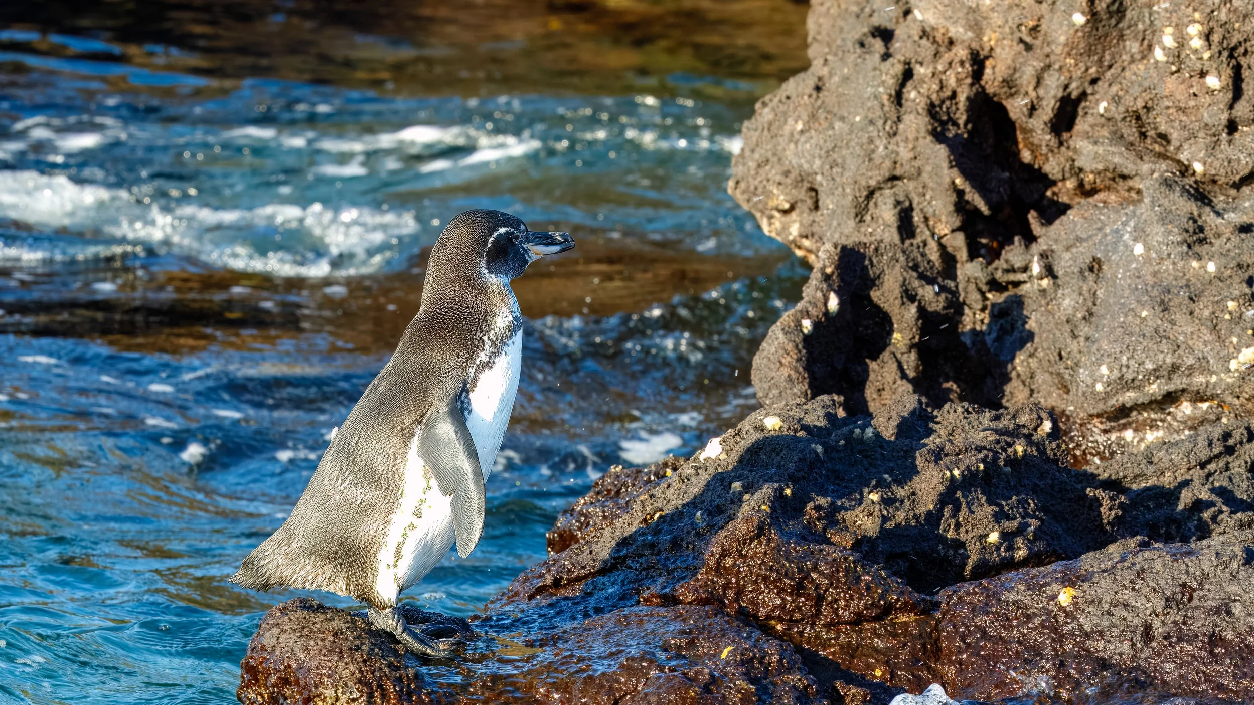  On the way back to the ship we got close to a Galapagos Penguin along the shoreline 