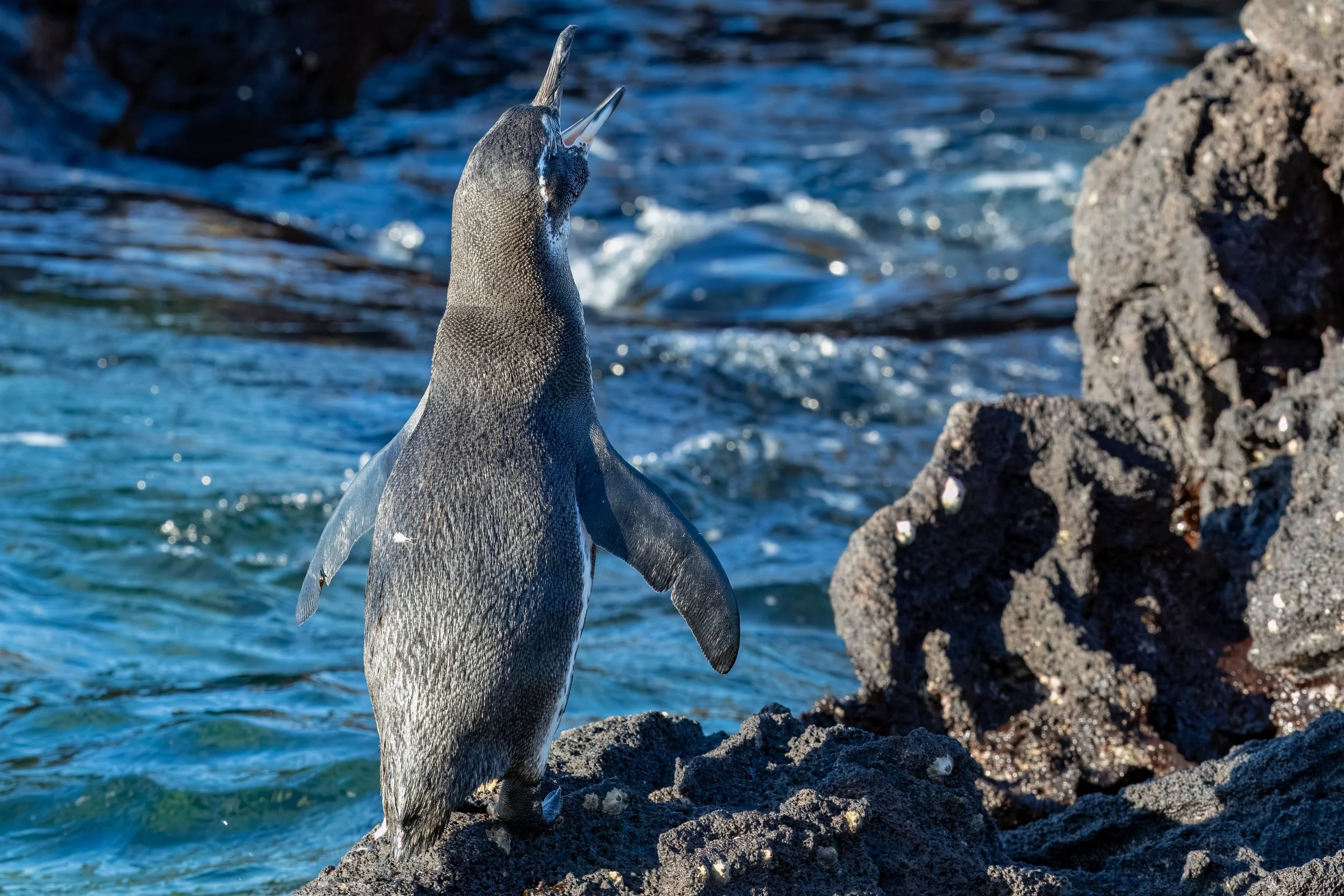  Penguin making himself heard 