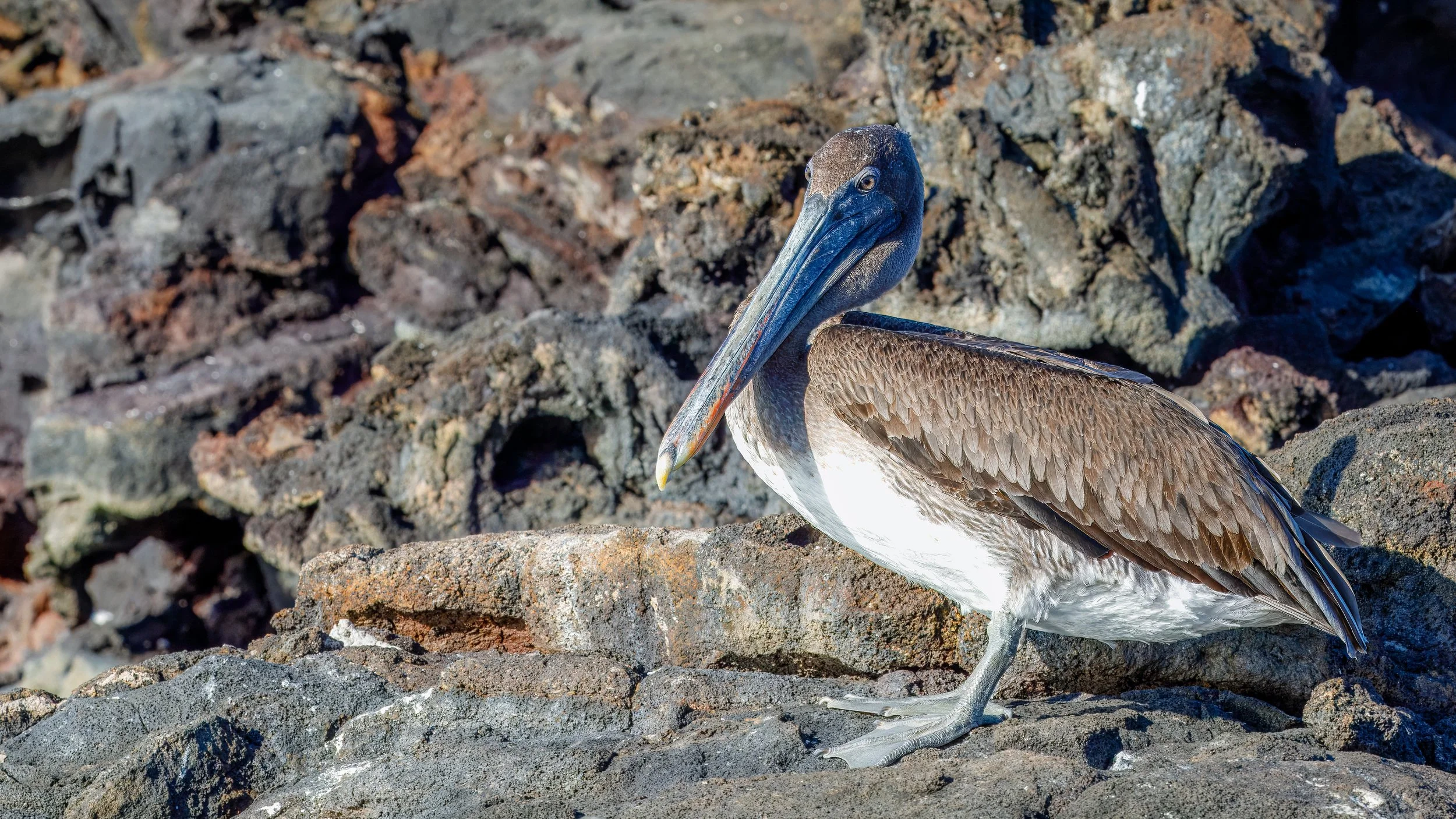  Brown pelican  