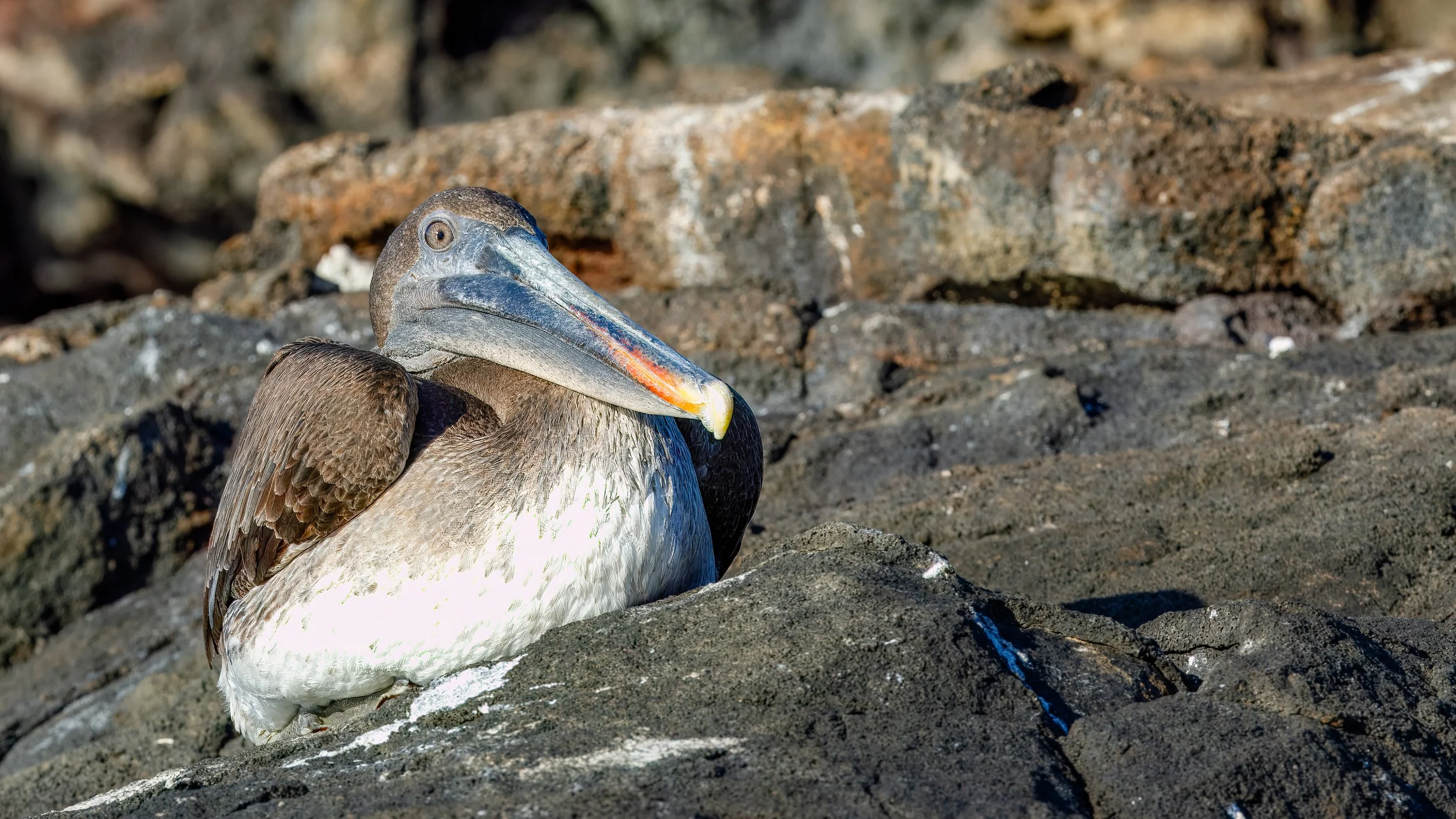  More relaxed pelican 