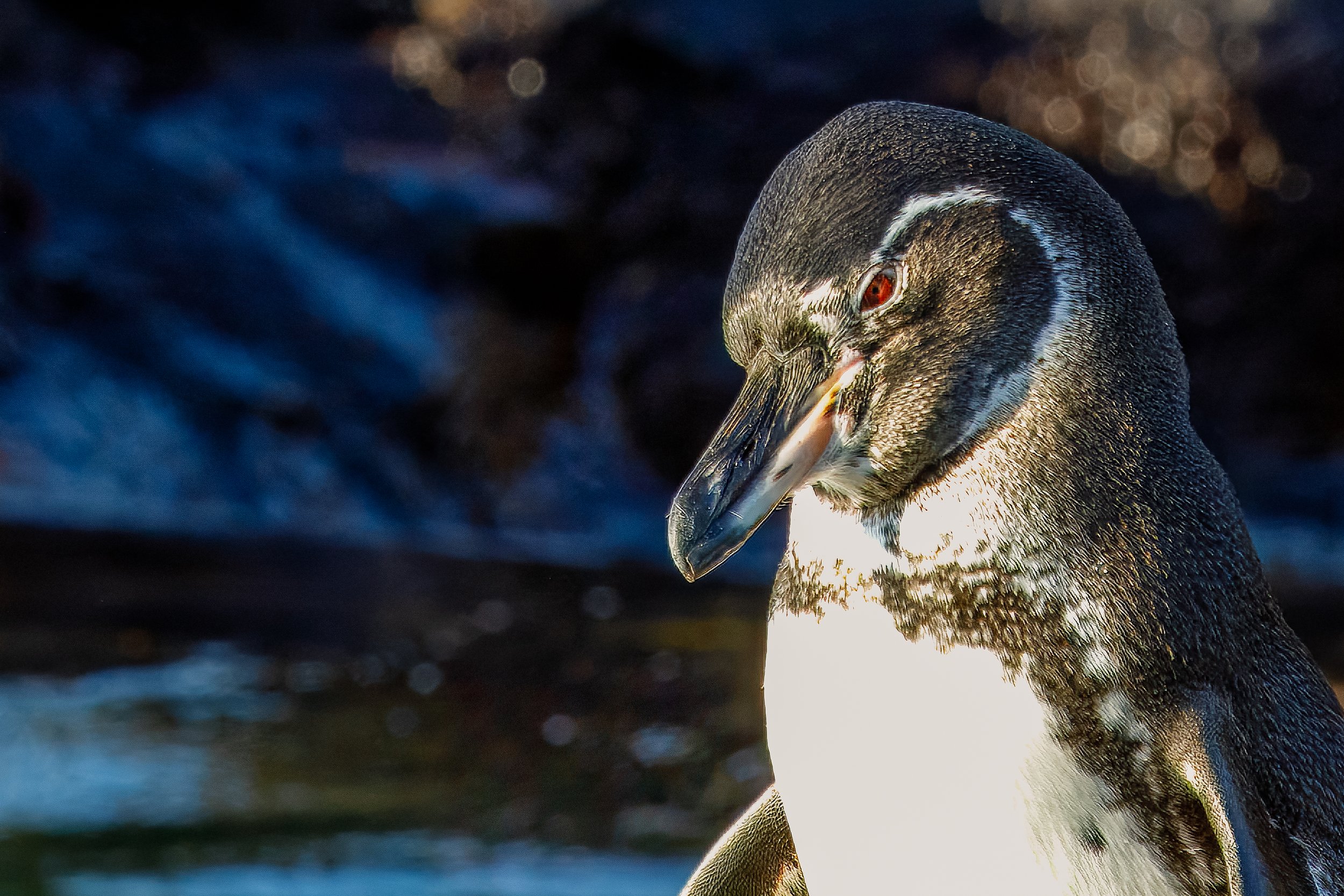 Our last penguin sighting for the trip 