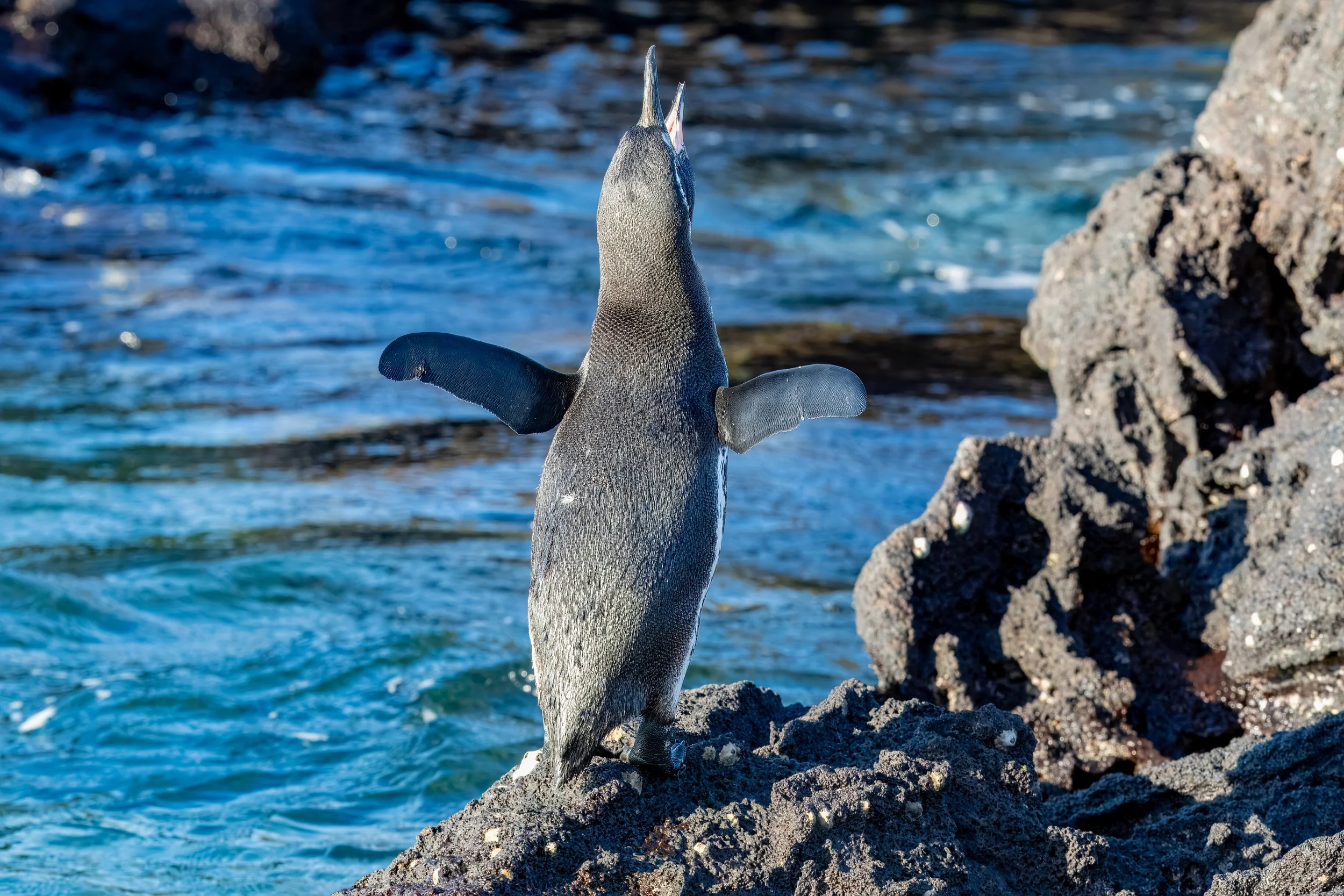  Raised flippers to experience the refreshing breeze, while making the song of their people 