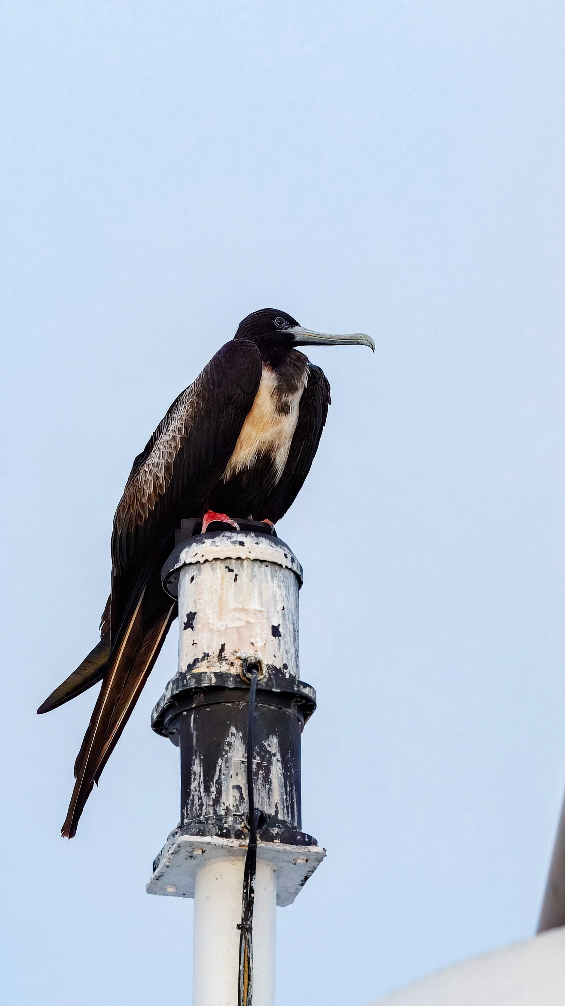 Frigate bird resting on our ship stack 