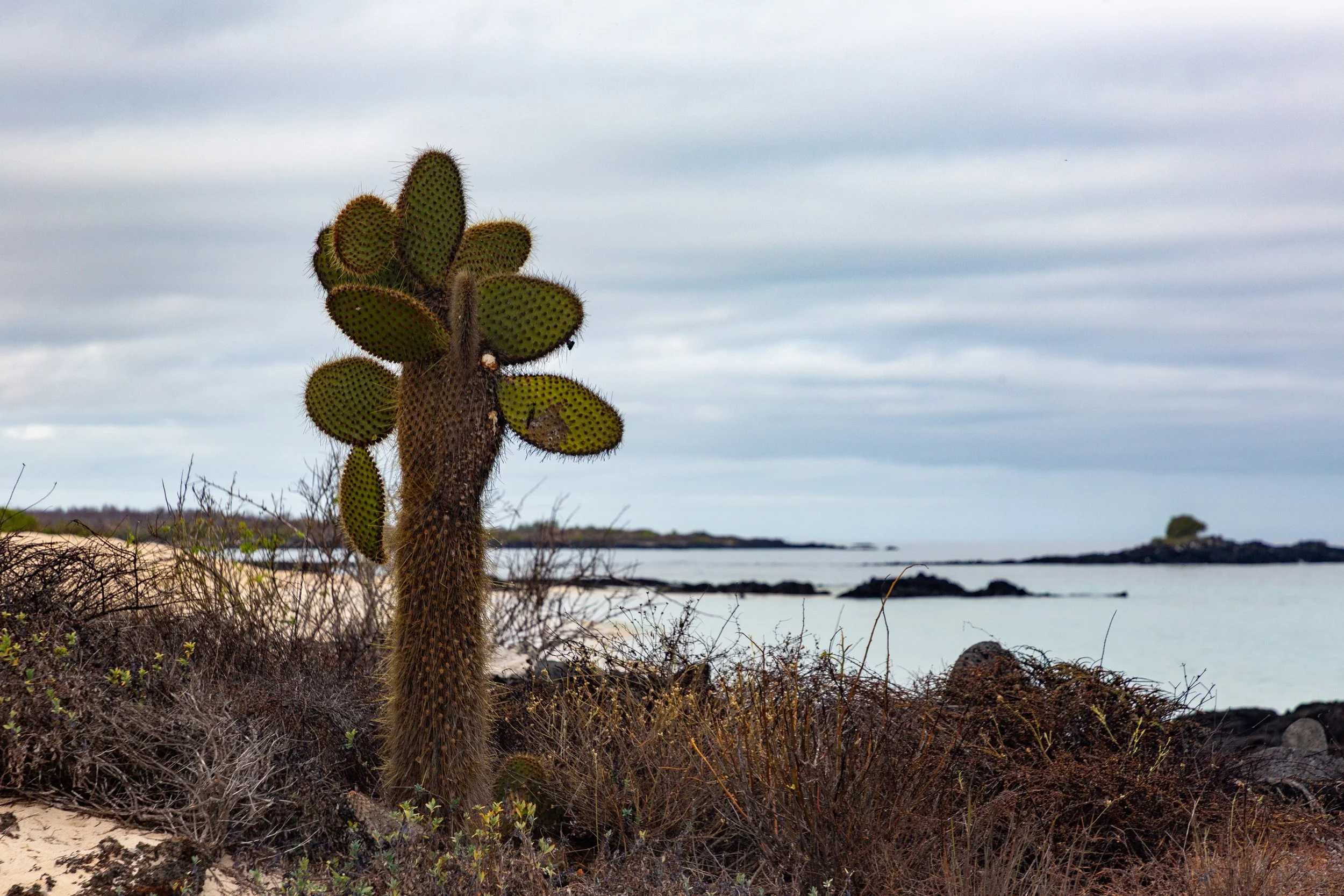 Galápagos prickly pear cactus at the start of our Las Bachas Beach walk 
