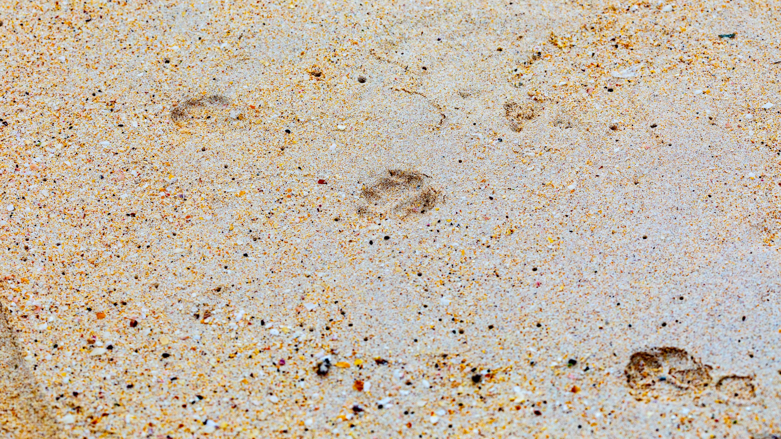  Cat tracks in the sand showed that they haven’t been able to eradicate the invasive species that threatens the bird and turtle population 