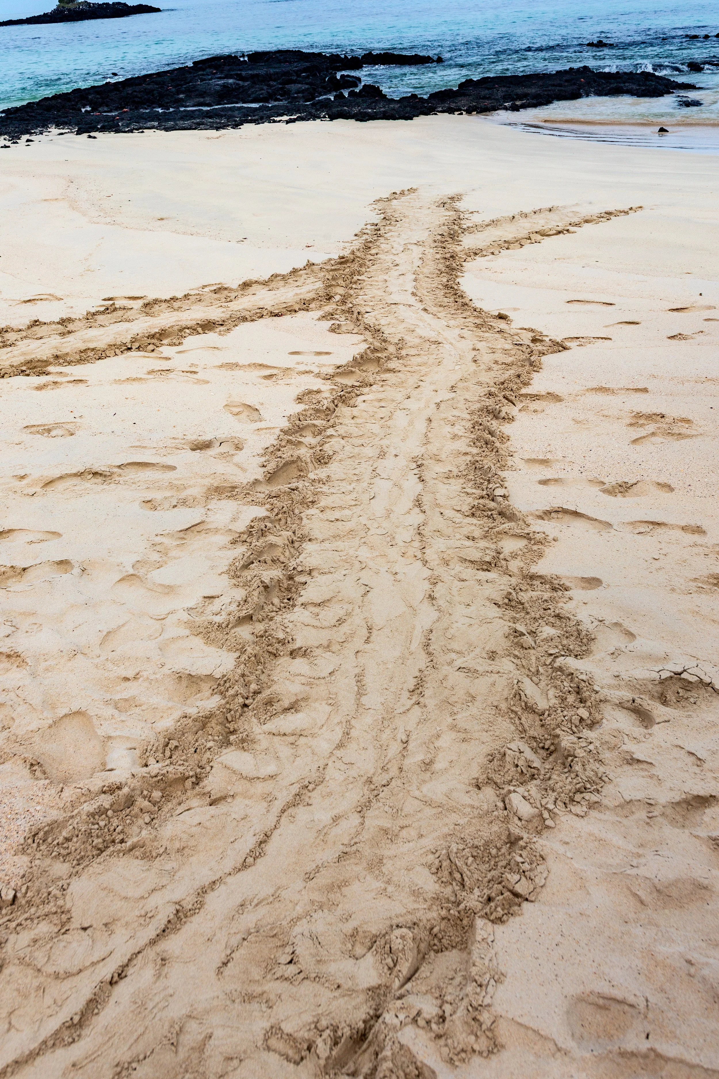 Sea turtle path along the sand to their nesting locations 