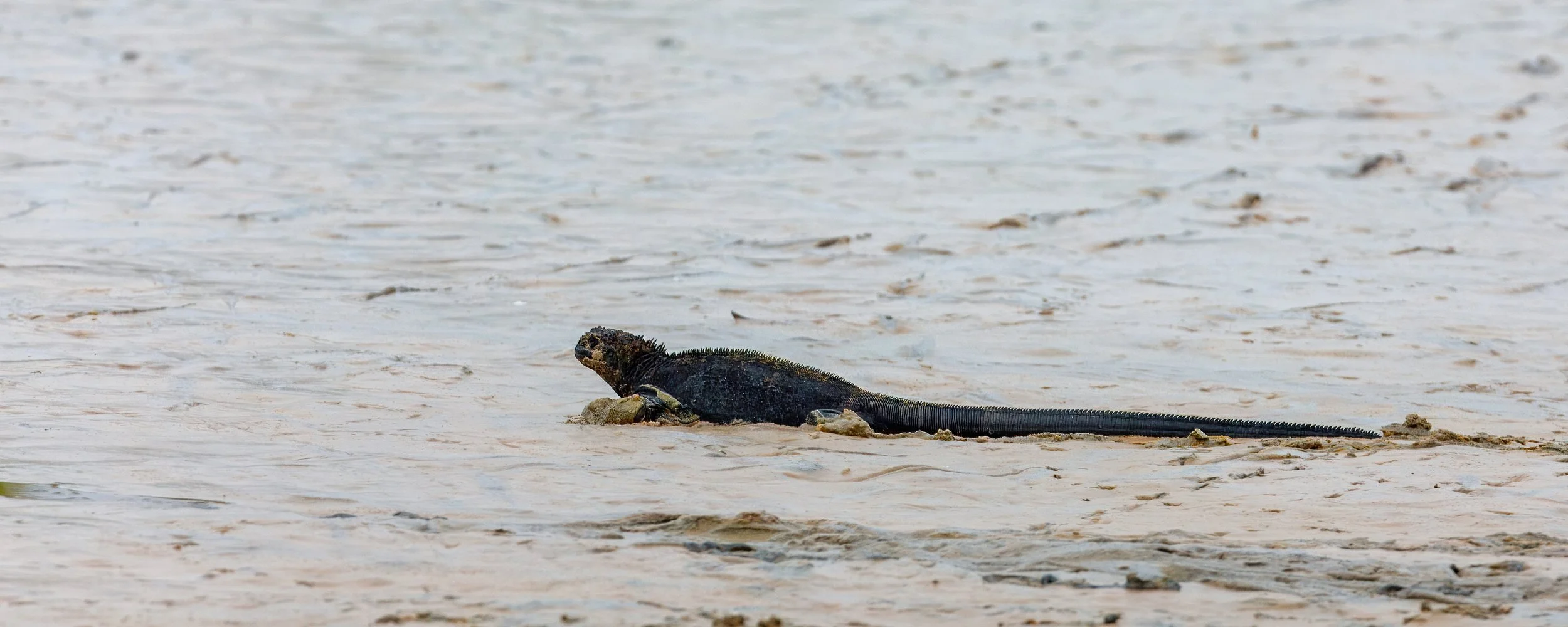  Sea iguana stuck in the mud as the tide rolls out 