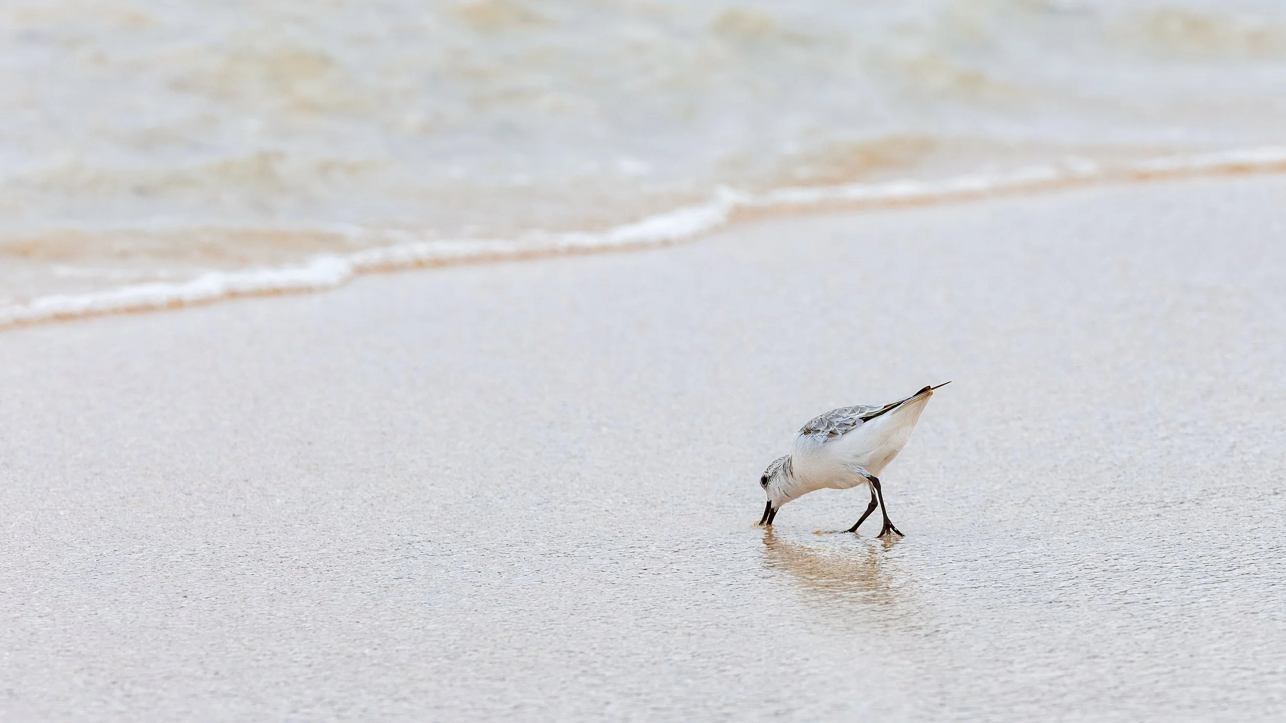  The Sanderling is a common migrant shorebird searching for food on the beach 