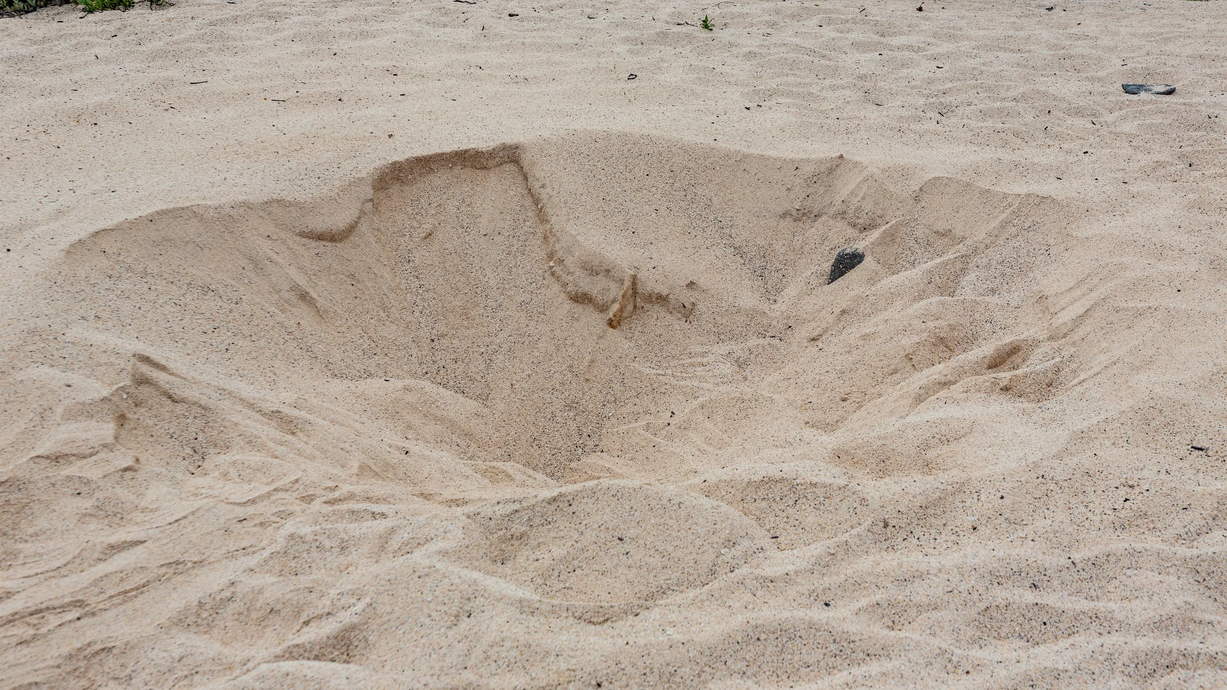  Large sea turtle nest 