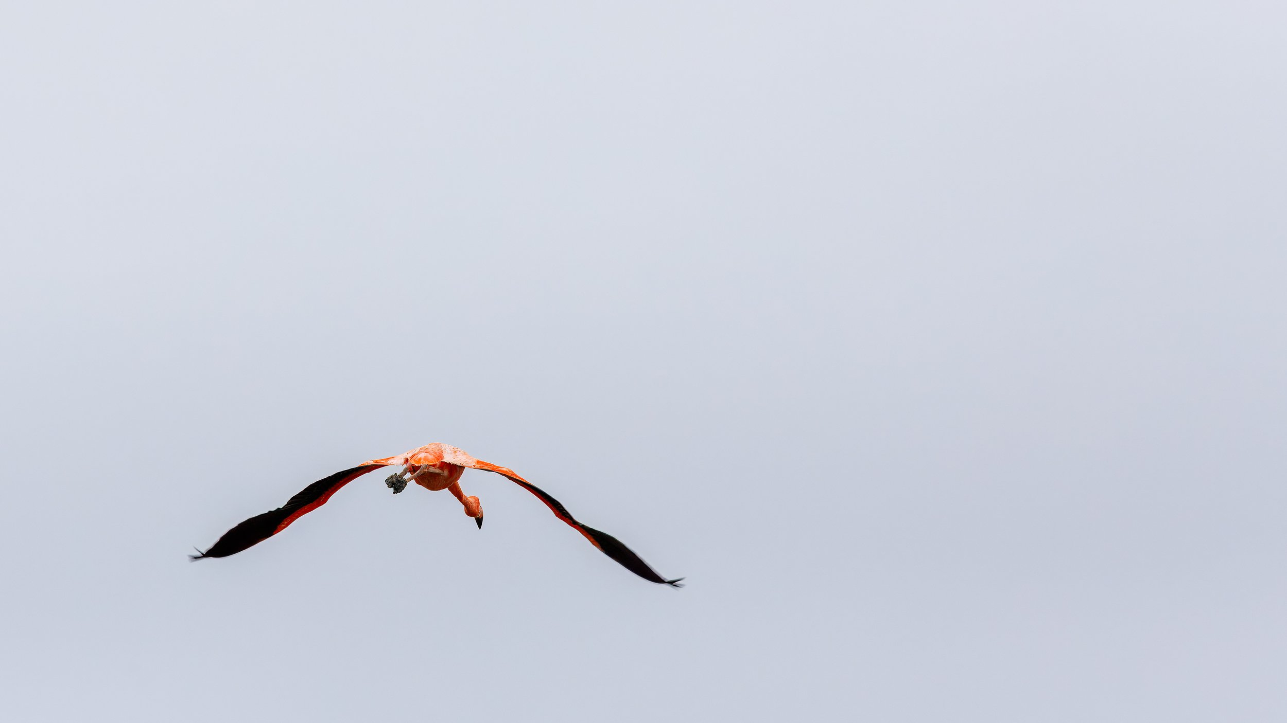  Rare shot of a flamingo in flight 
