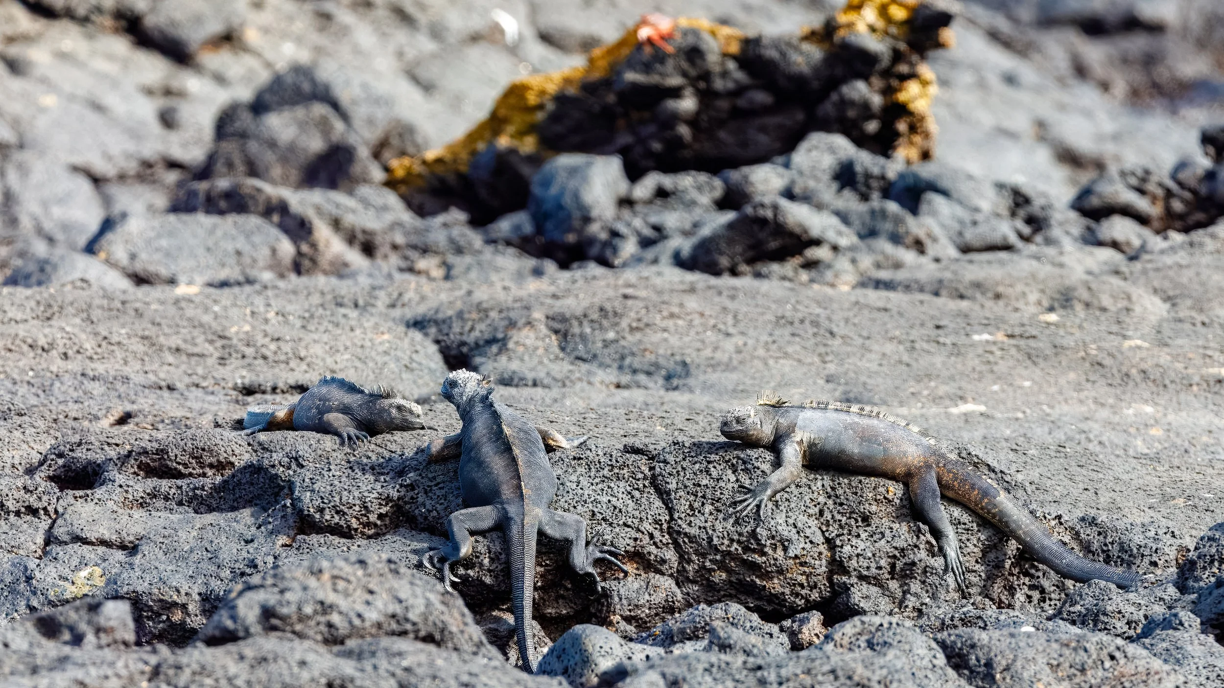  A large gathering of sea iguanas was our reward for hiking to the other end of the beach 