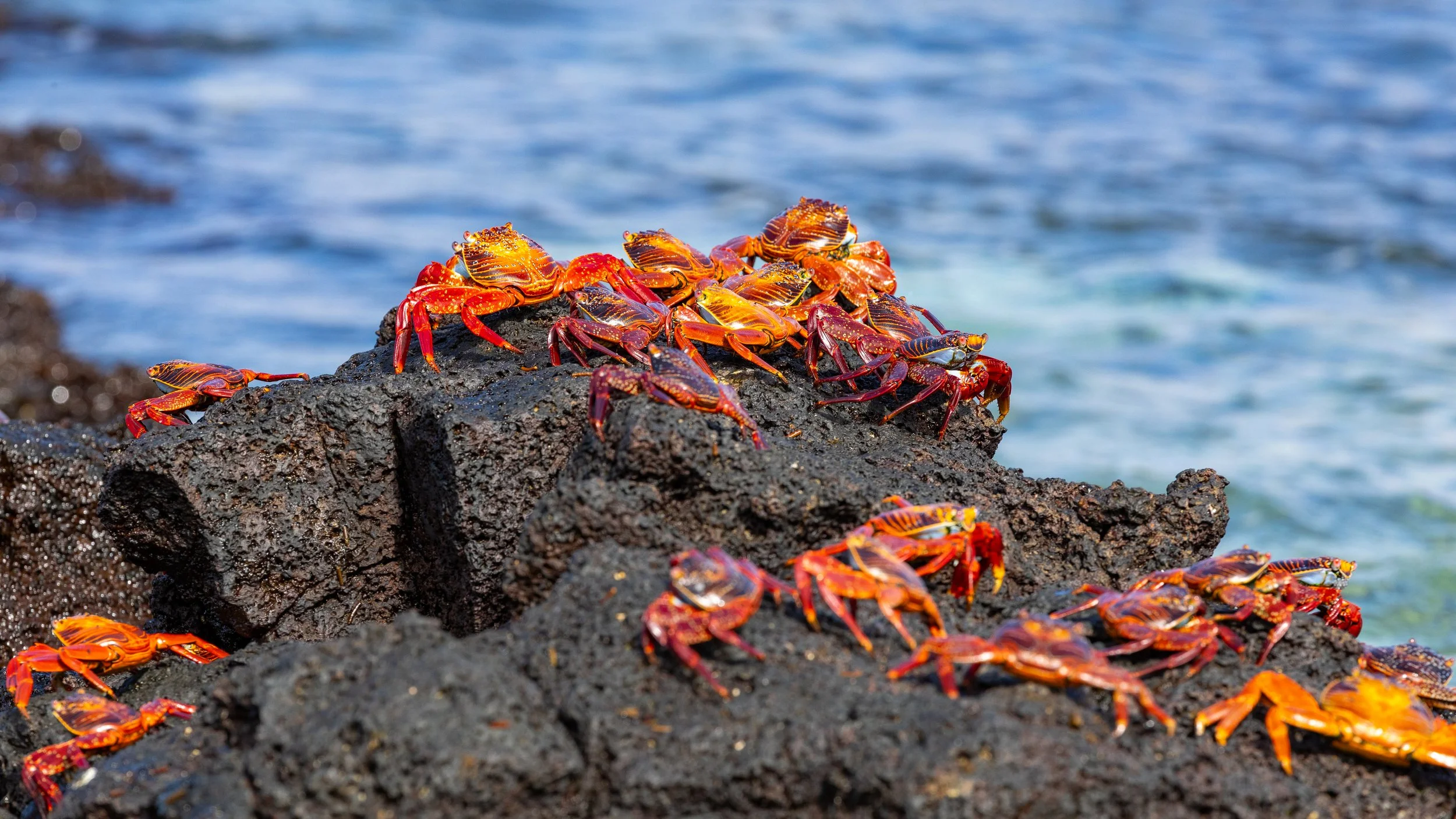  A larger collection of Sally Lightfoot crabs 