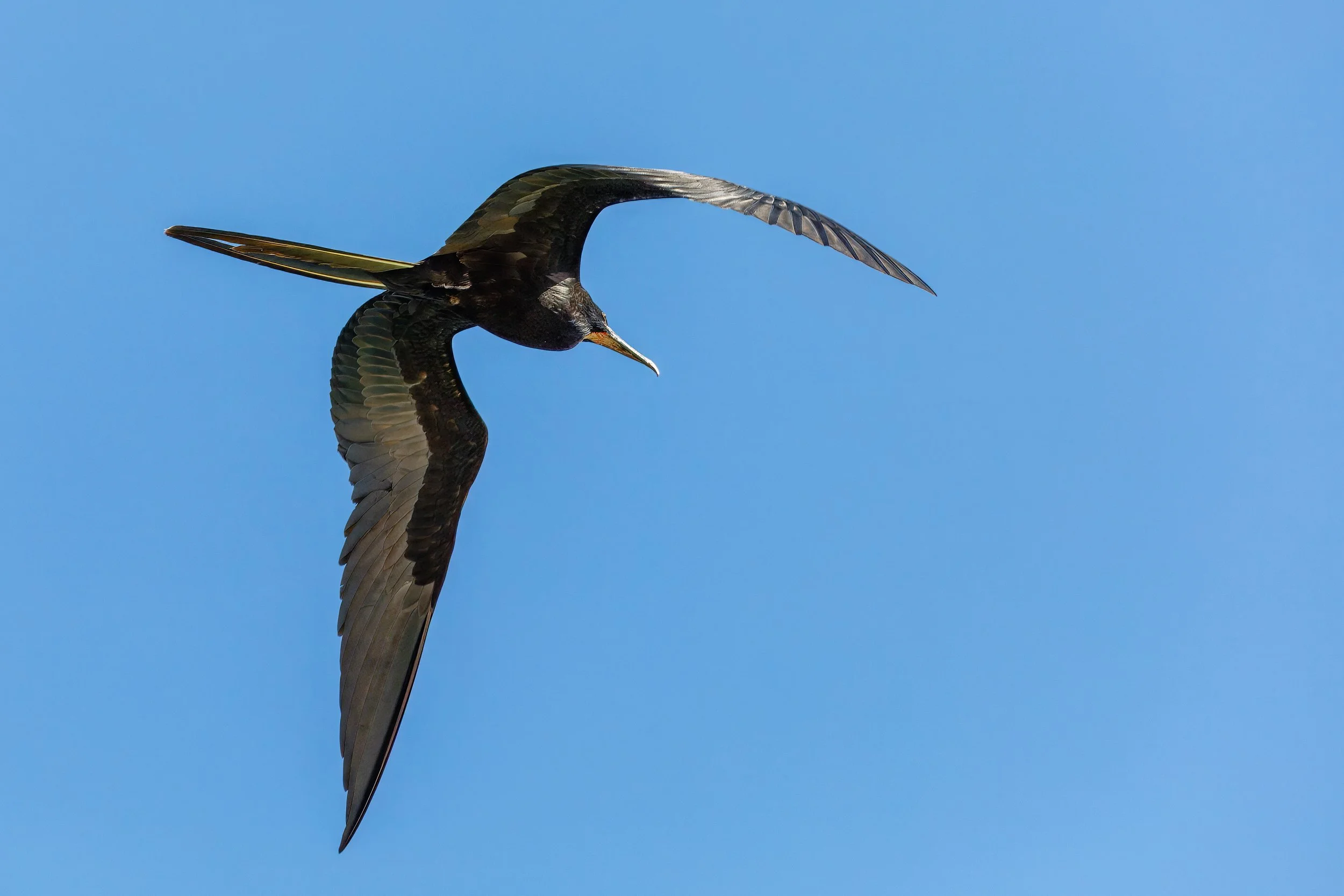  Another frigatebird in flight 