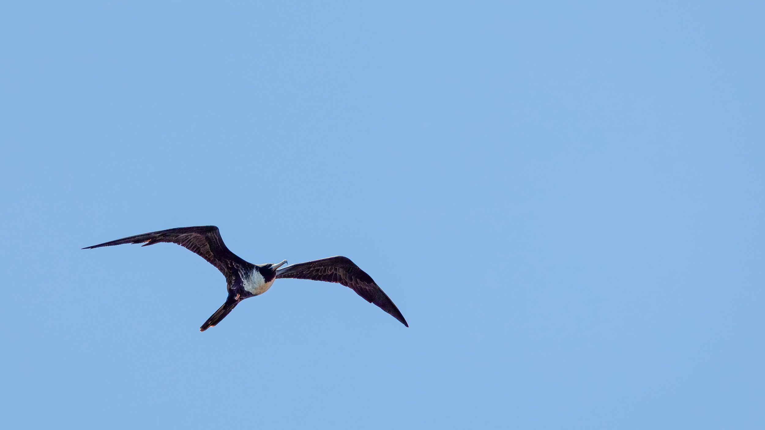  From the snorkel ride, Tom caught lots of bird photos including a magnificent frigatebird in flight 