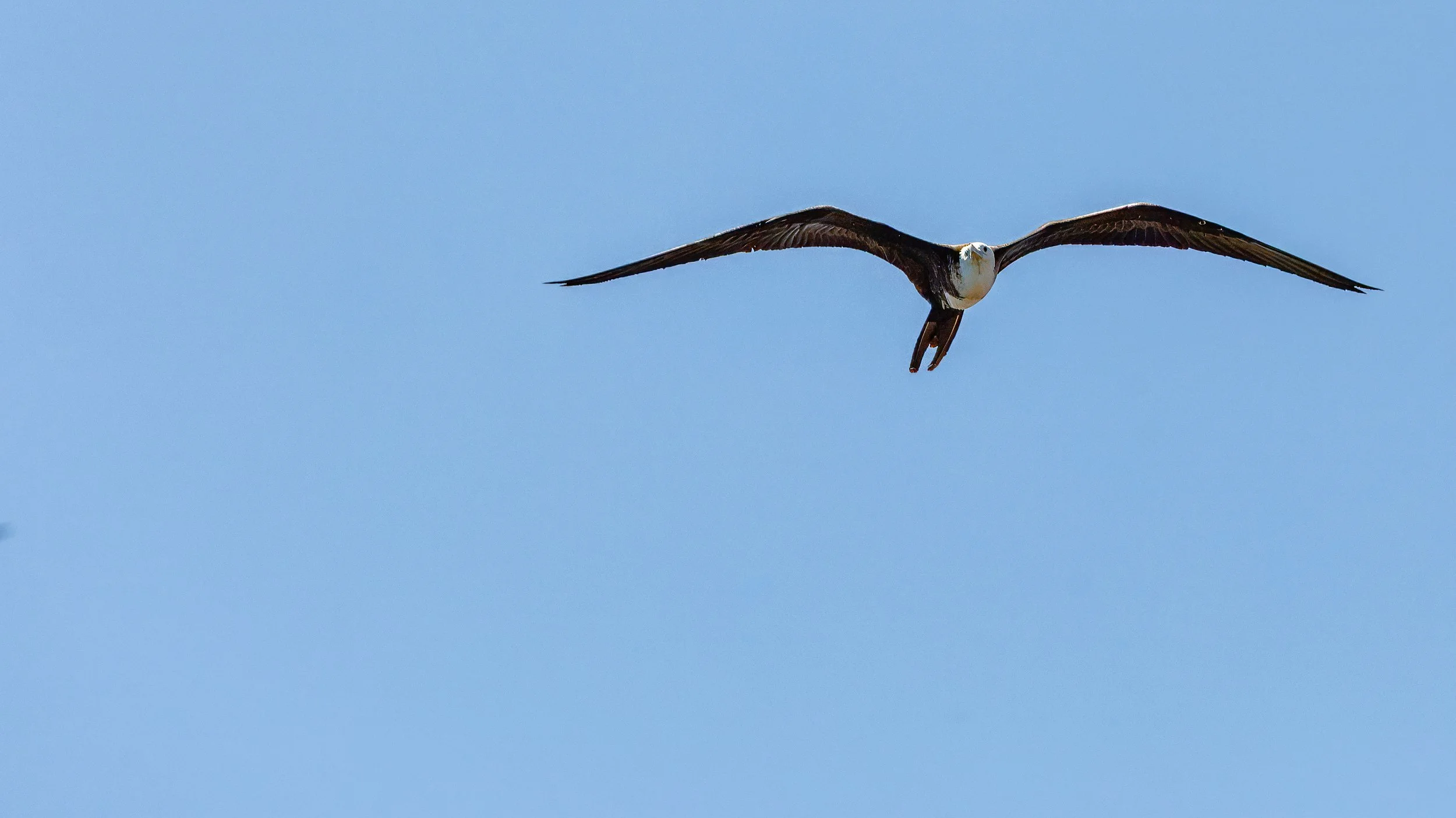  Another magnificent frigatebird 