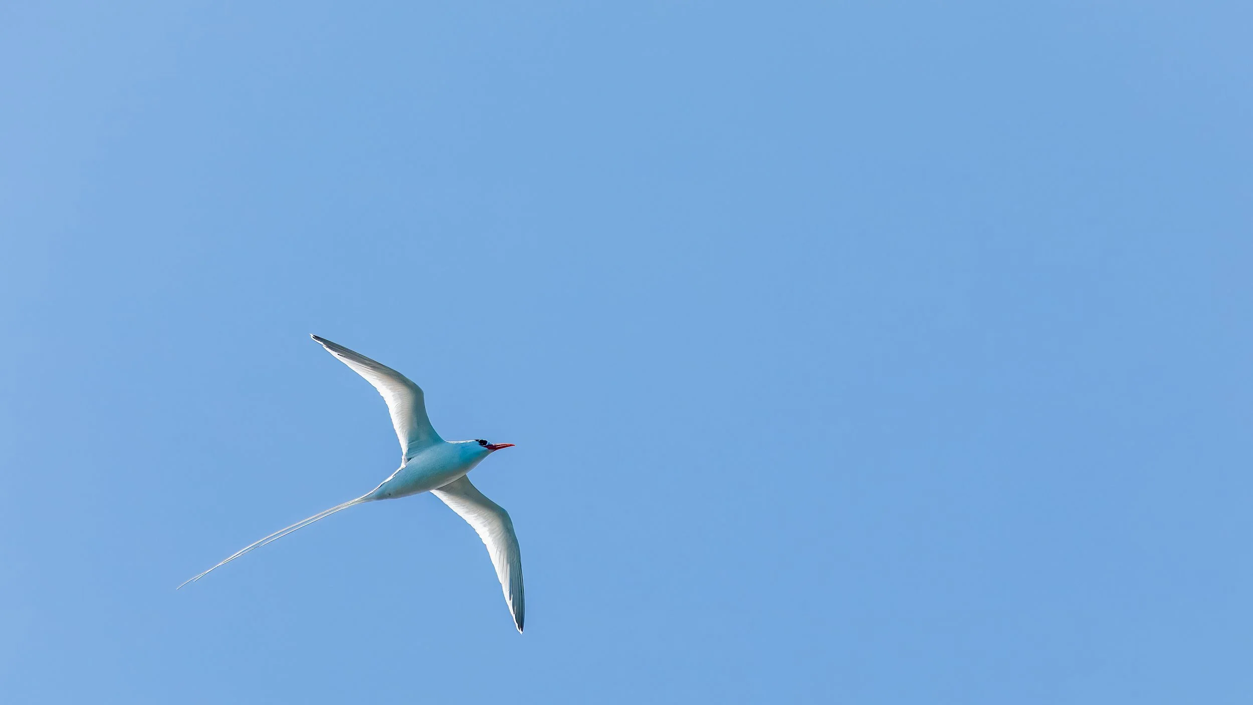  White-tailed tropicbird 