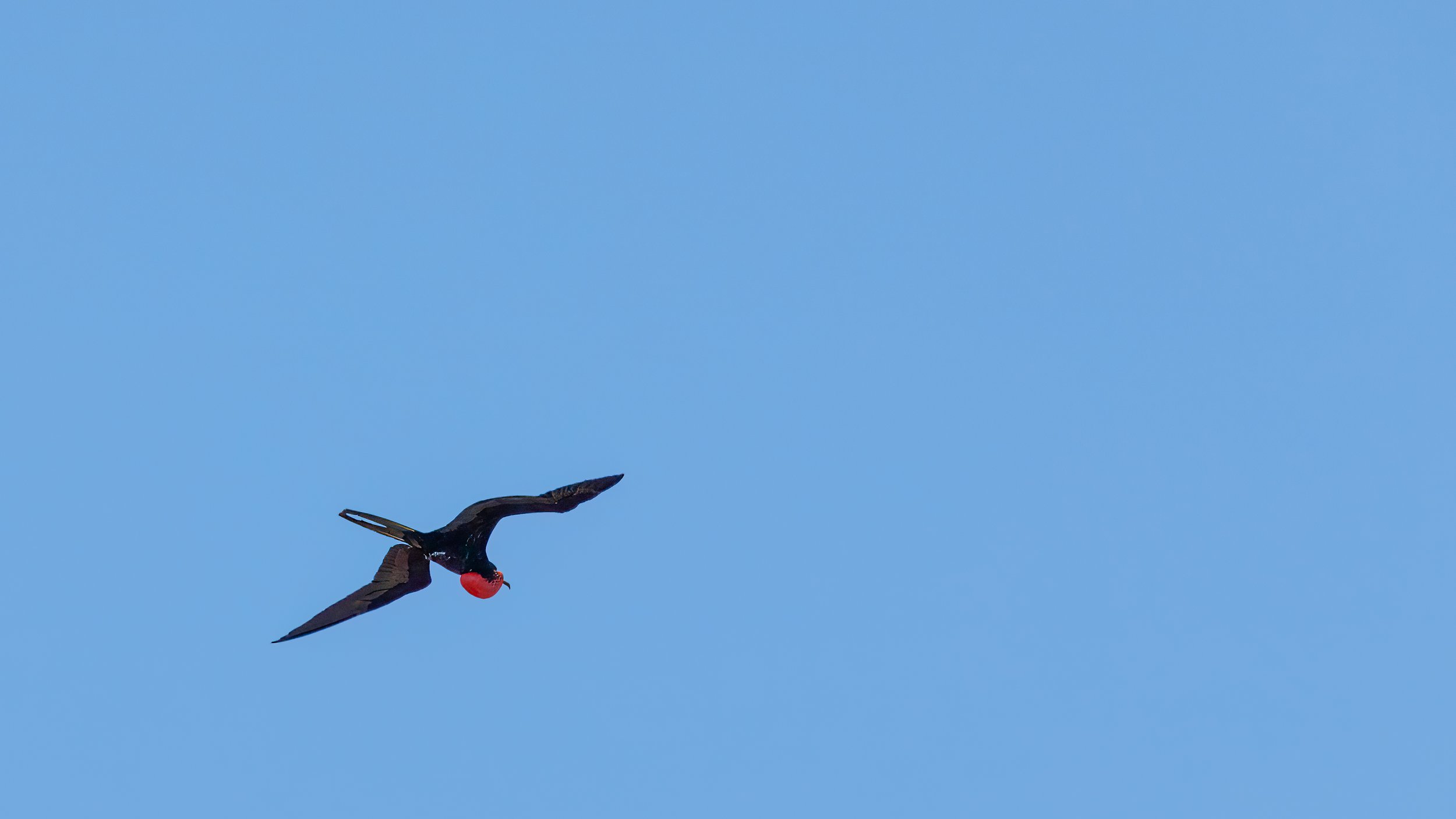  Male magnificent frigatebird showing off throat (gular) sac that inflates during the breeding season  