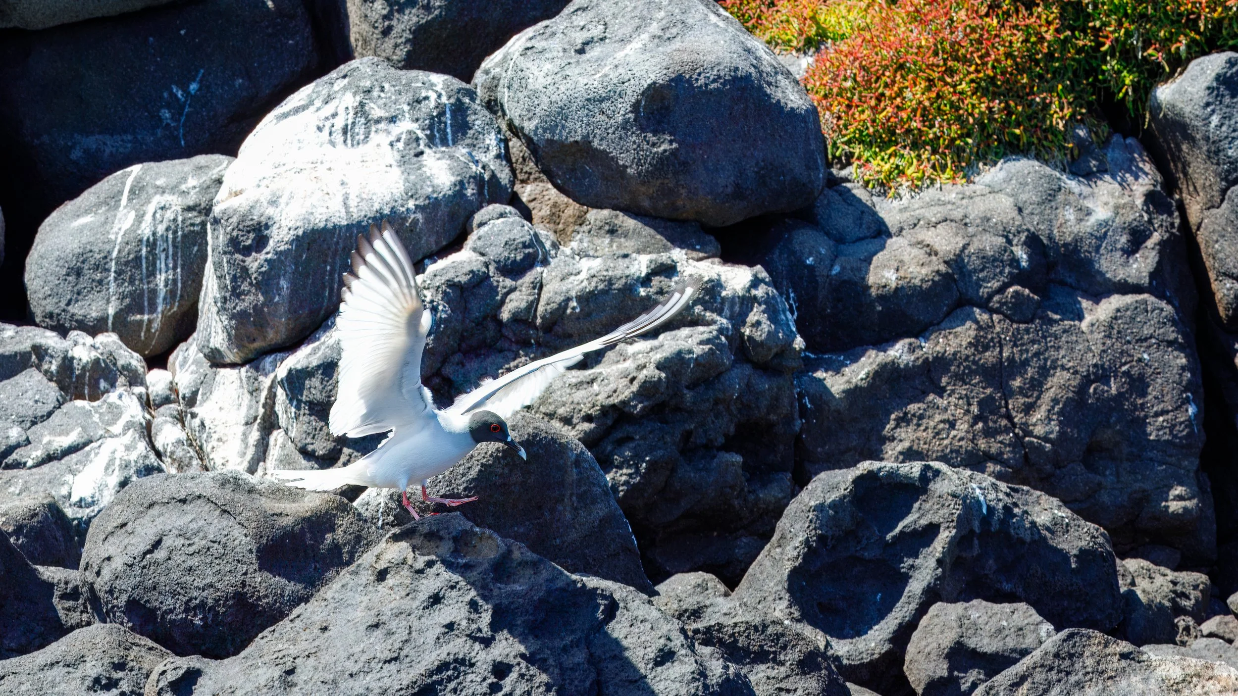  Another sea bird along the coast line 