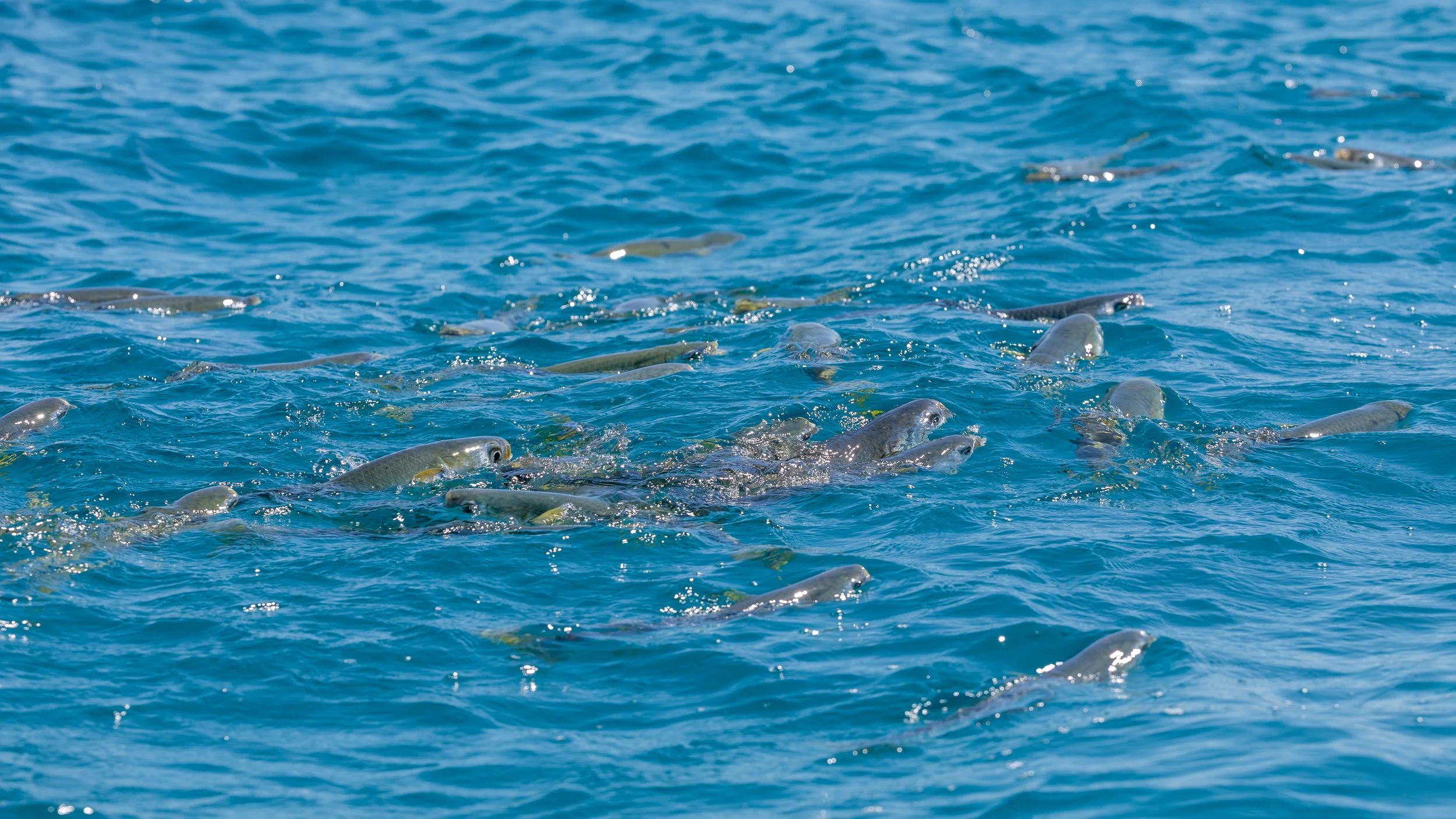  A large group of fish visible from the surface 