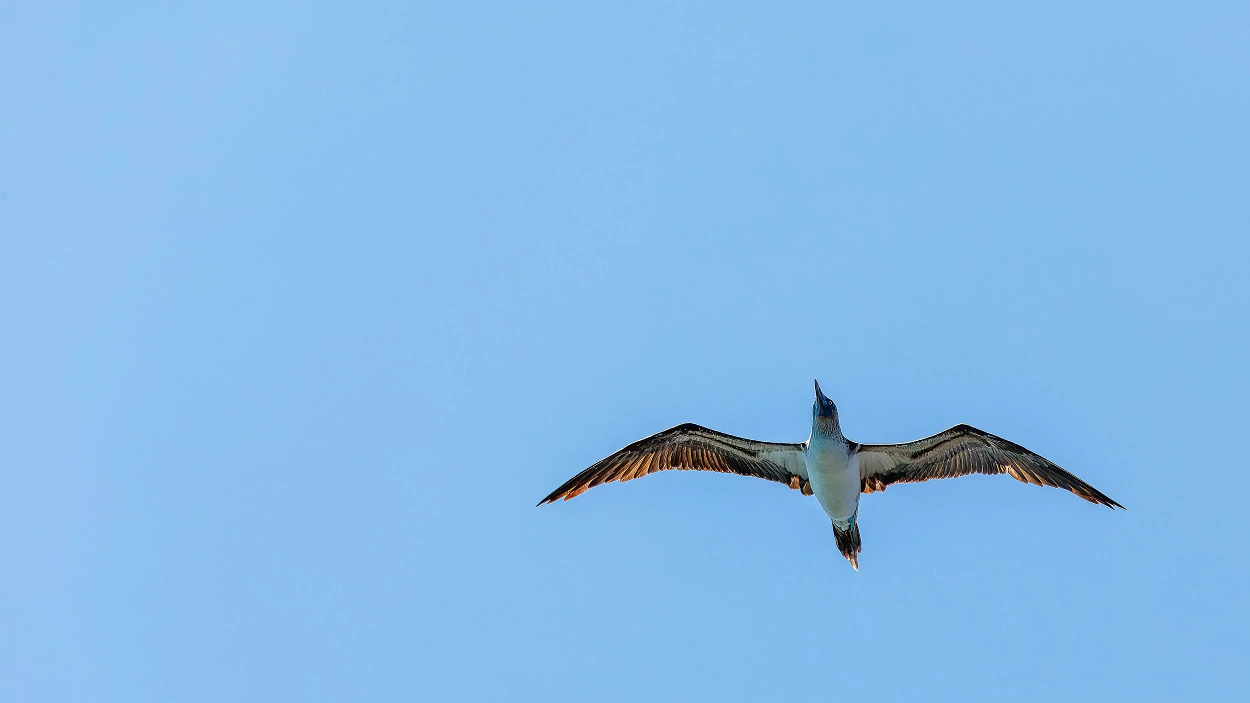  Another blue footed booby 