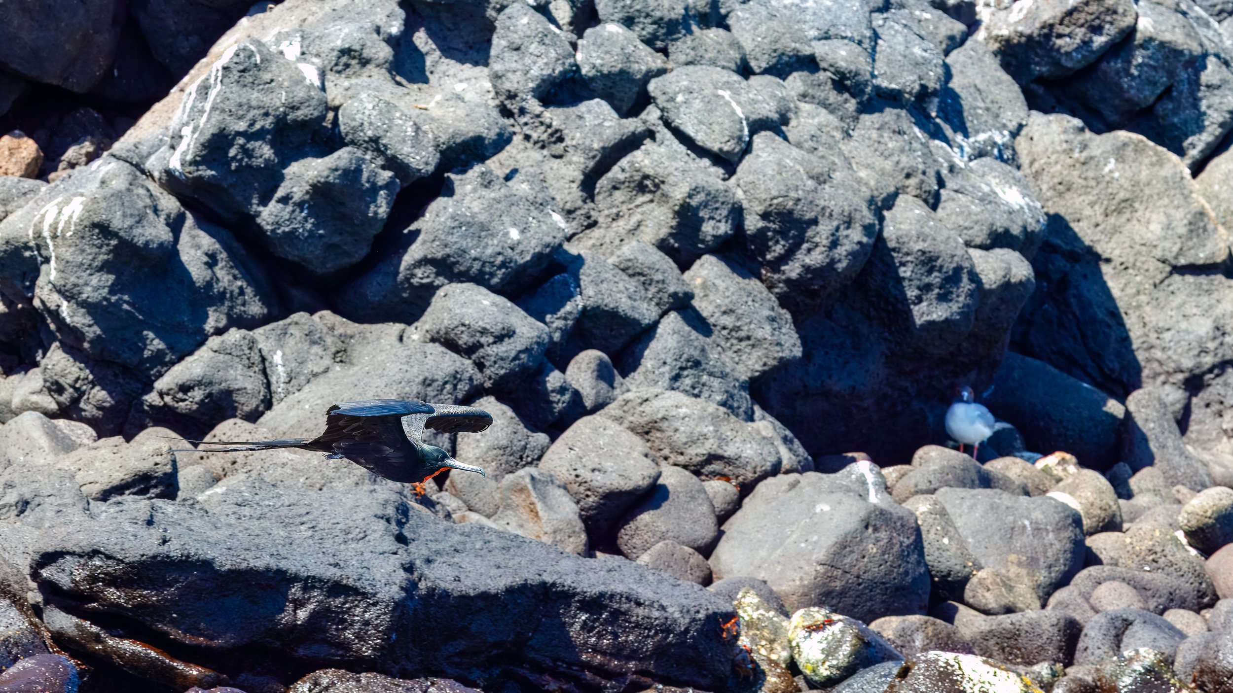  Male frigatebird with the uninflated gular sack along the shore 