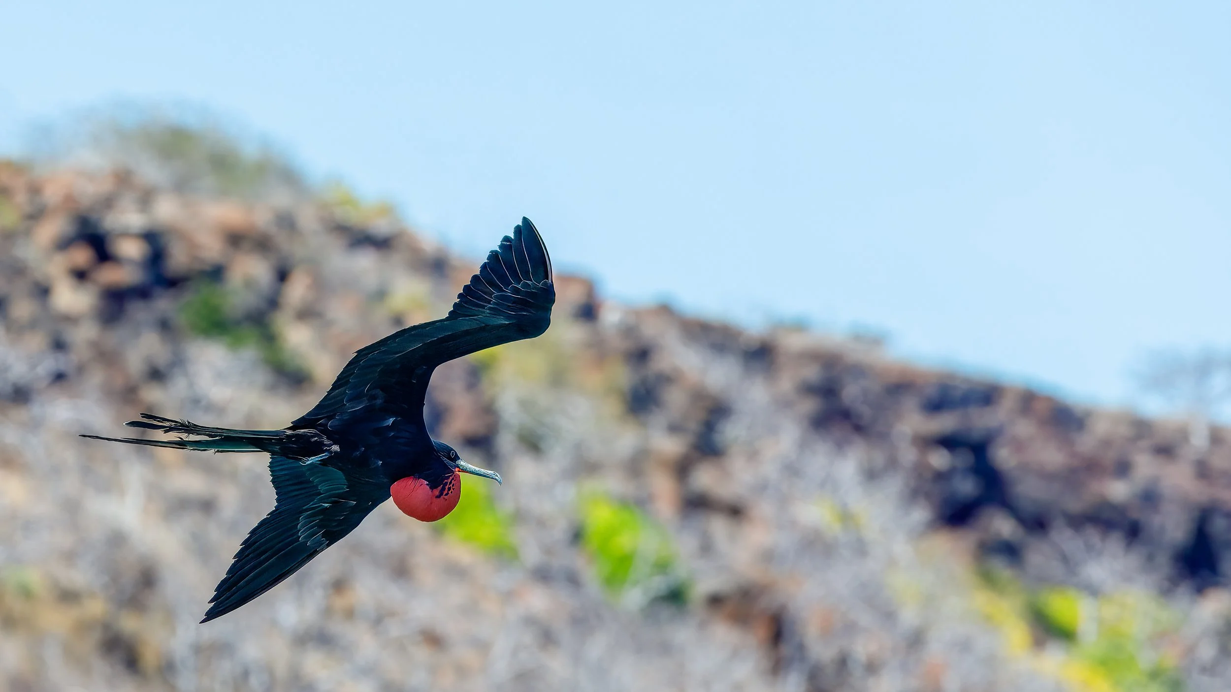  Magnificent frigate advertising their pouch for a potential mate 