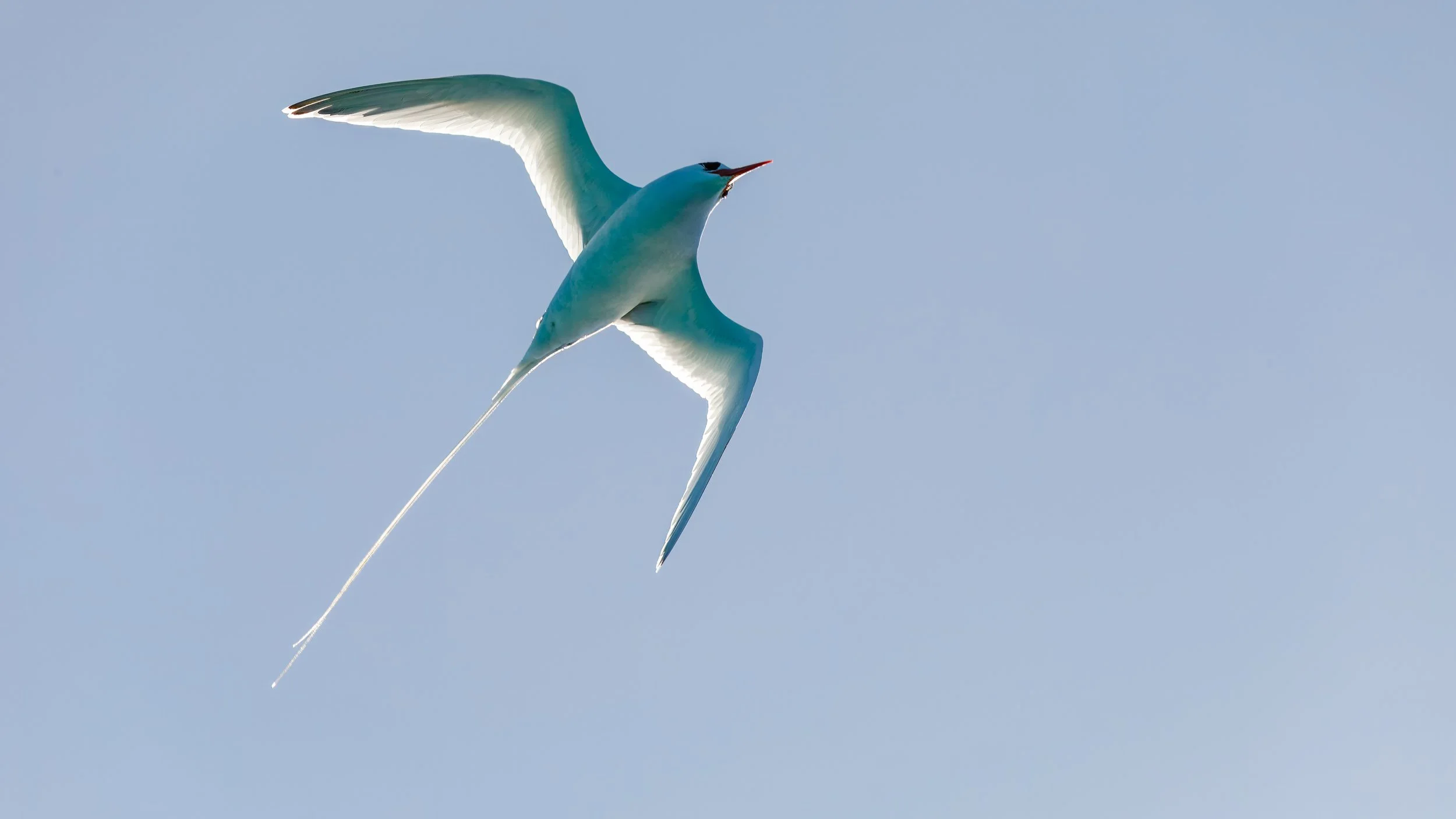  White-tailed tropicbird in flight 