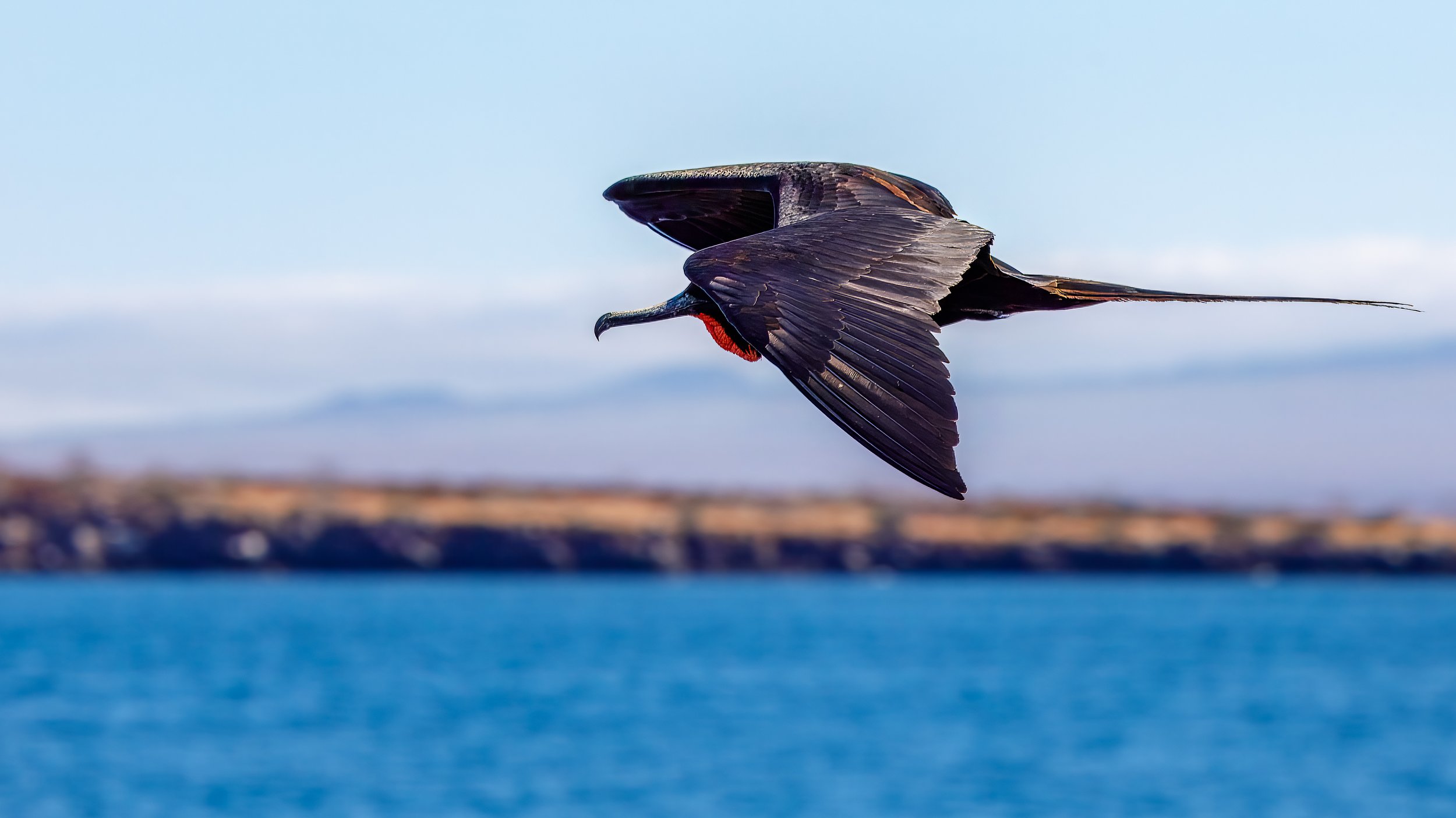  Now from land on North Seymour, Tom is able to capture a male in flight with Baltra in the background 