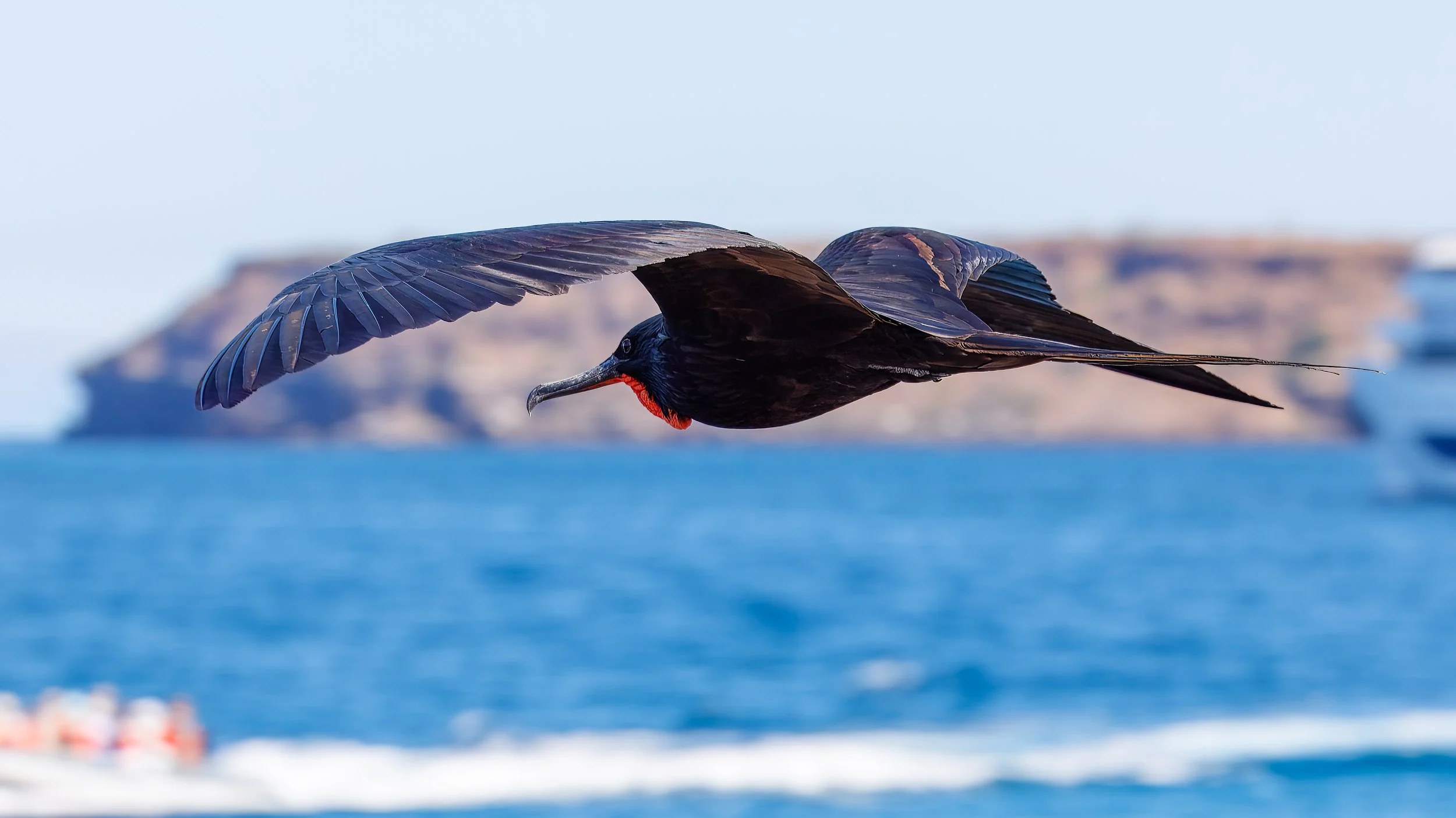  Another beautiful bird in flight 
