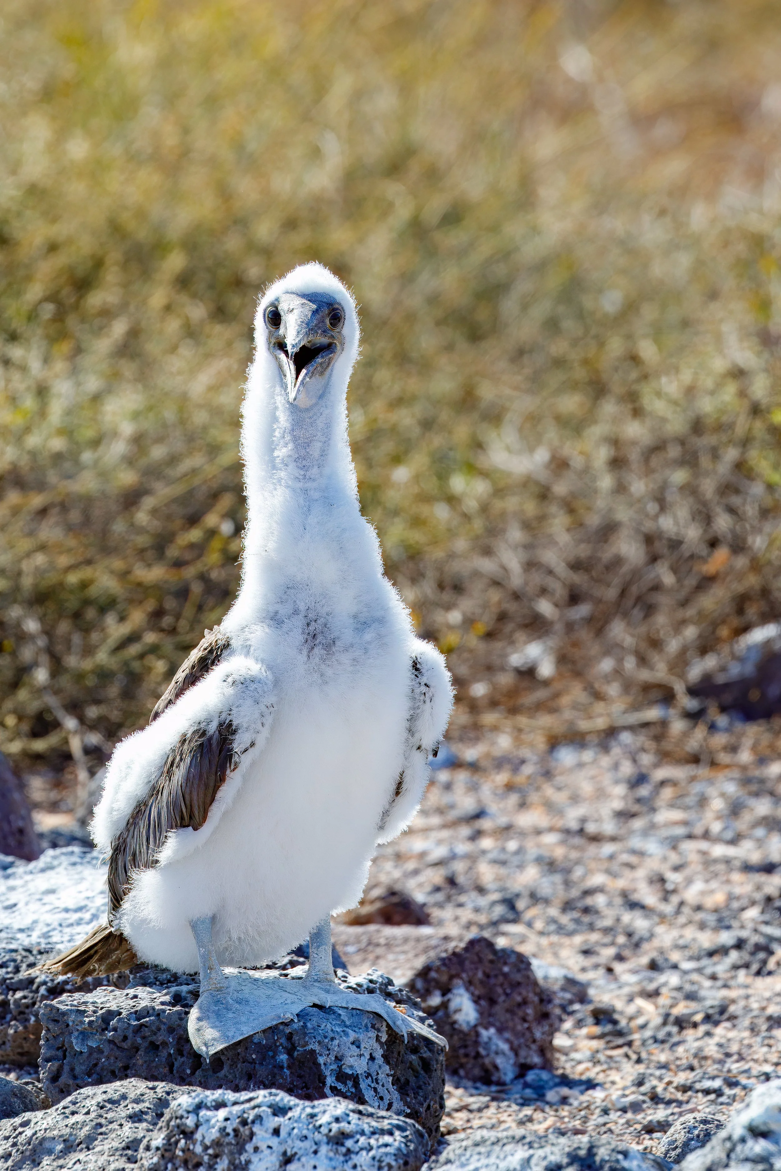  Young blue footed booby on the trail 