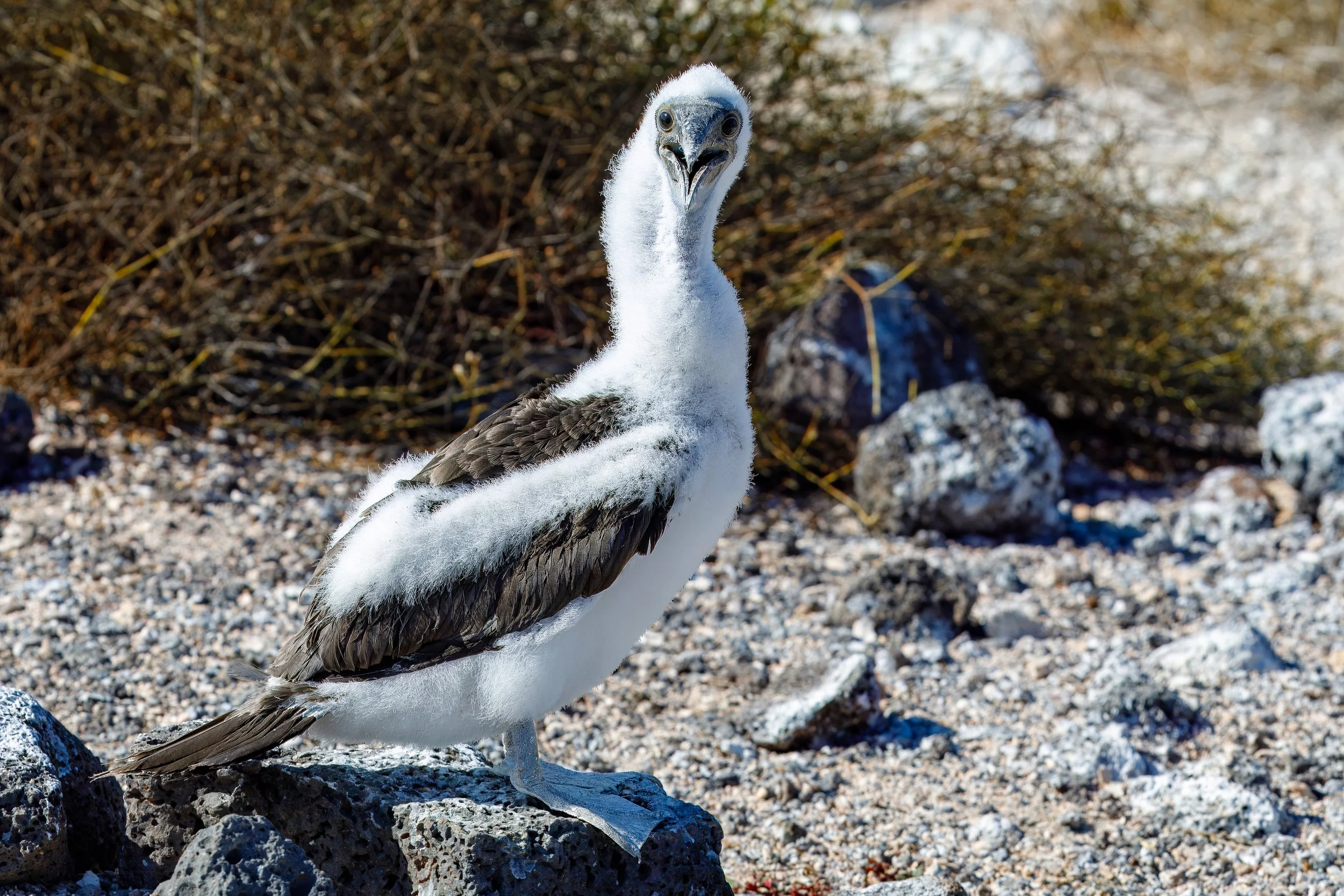  The birds are not disturbed by the visitors, but seem quite curious 