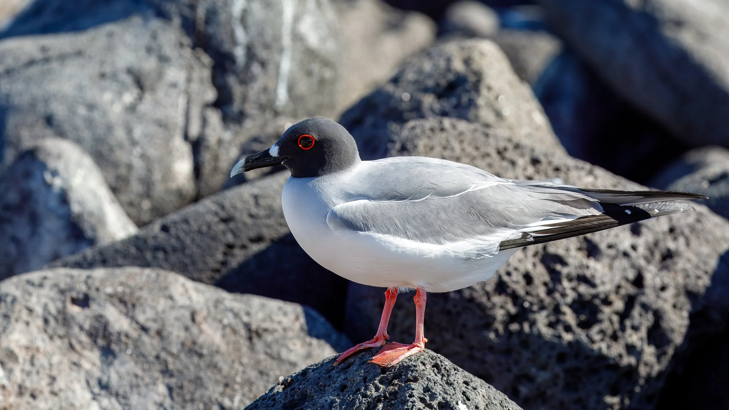  Swallow-tailed Gull 