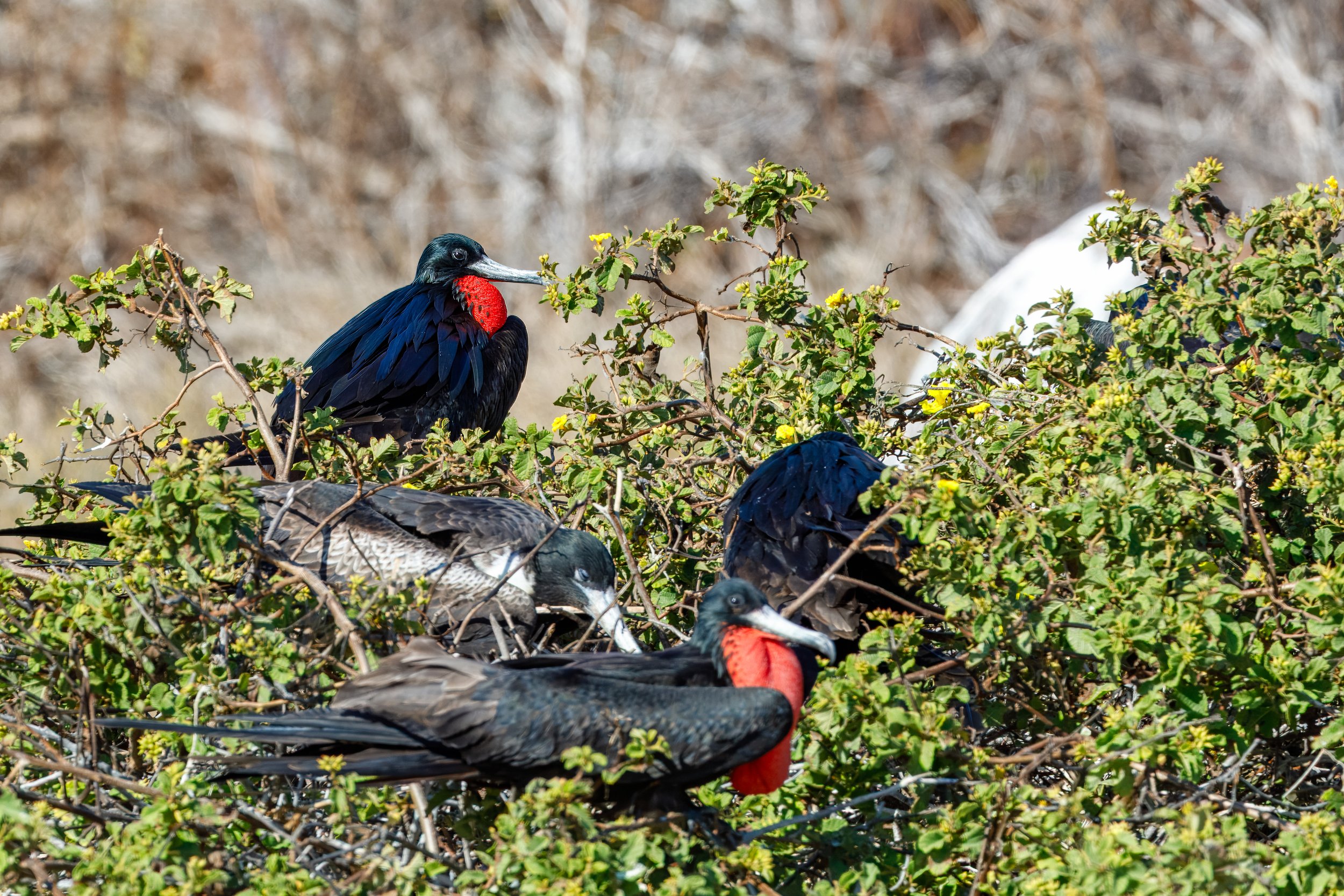  A larger gathering requires some luck to get a clear view through the foliage  