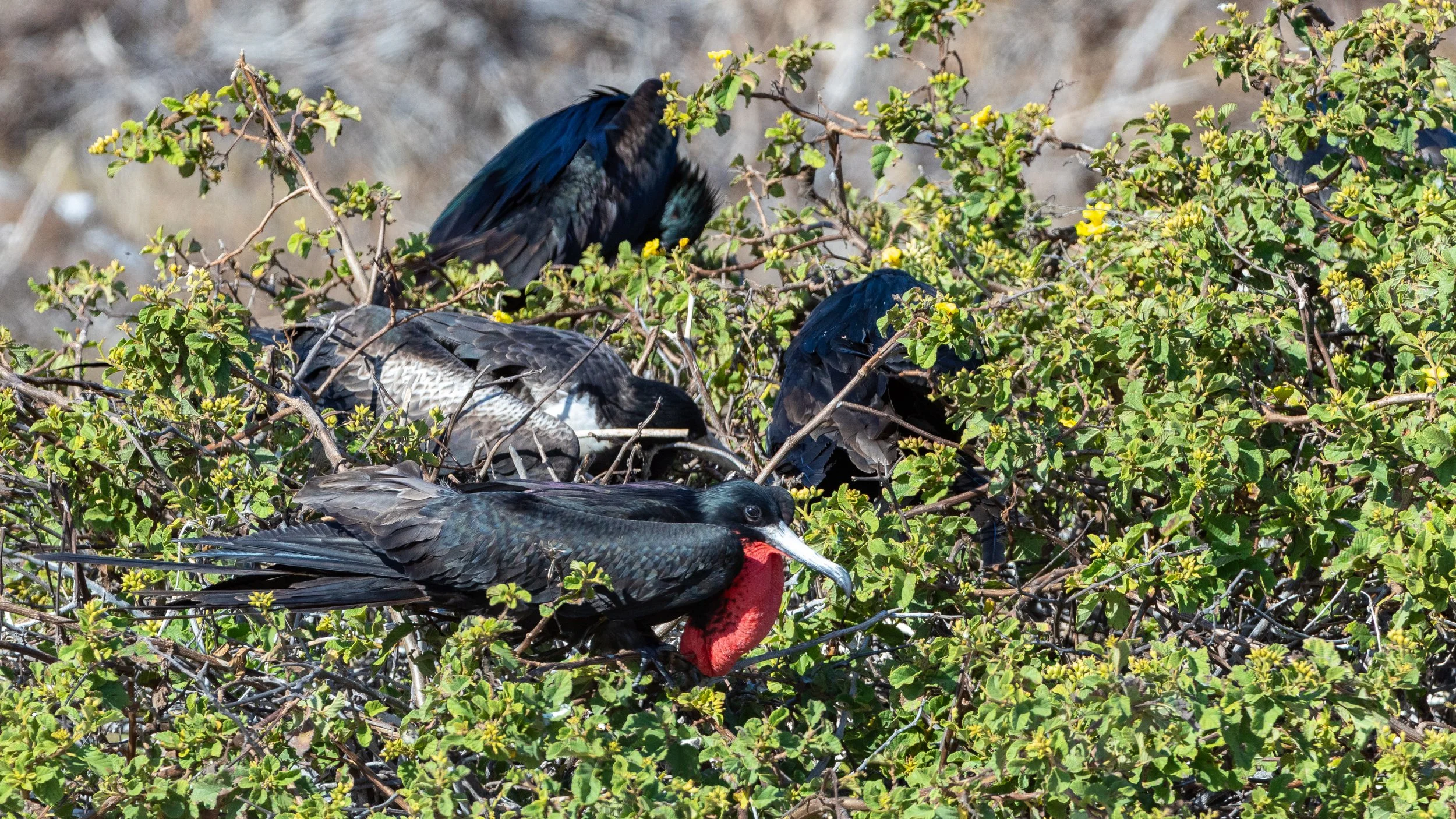  Another frigate resting in the tree 