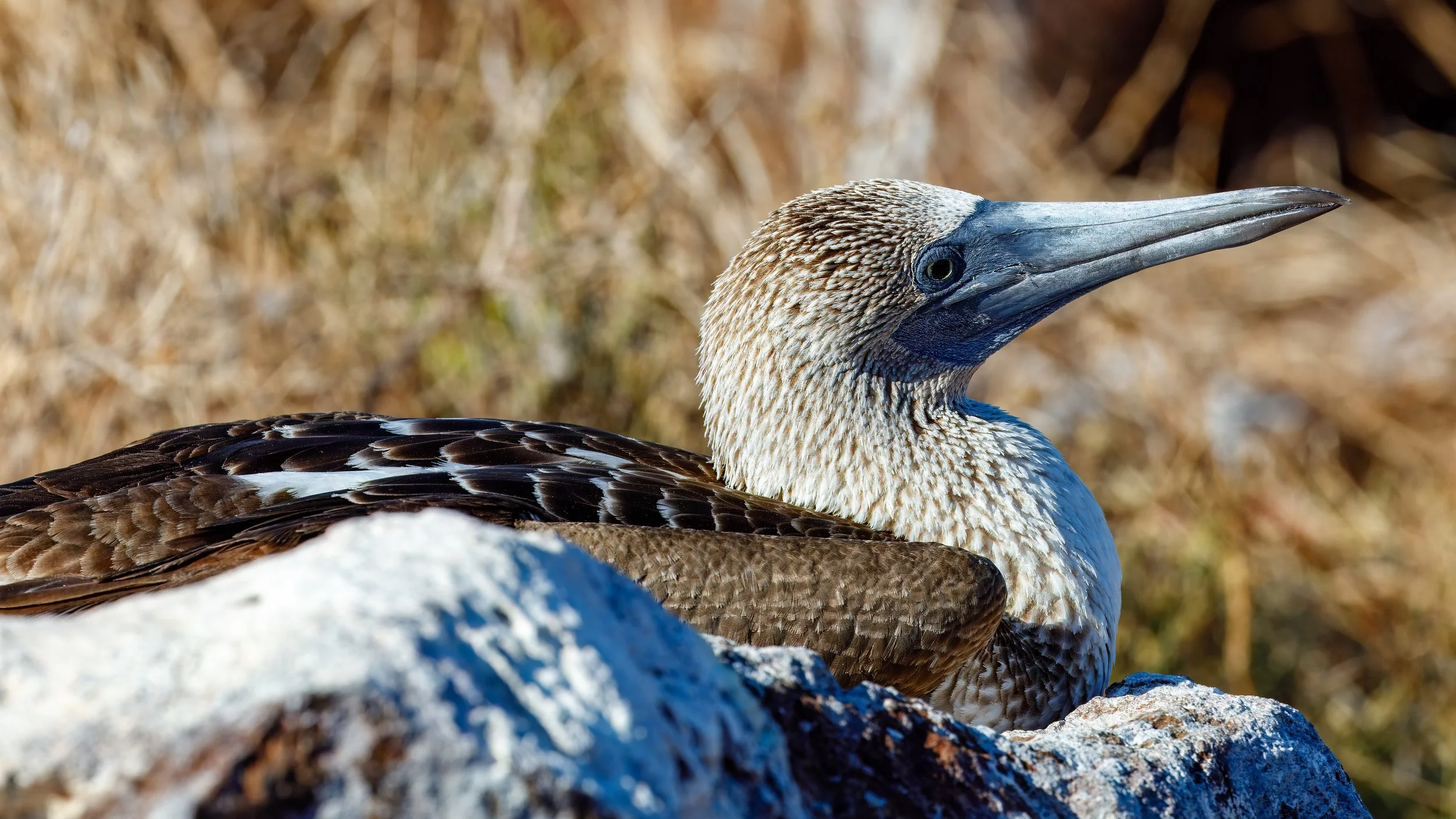  Nesting blue footed booby 