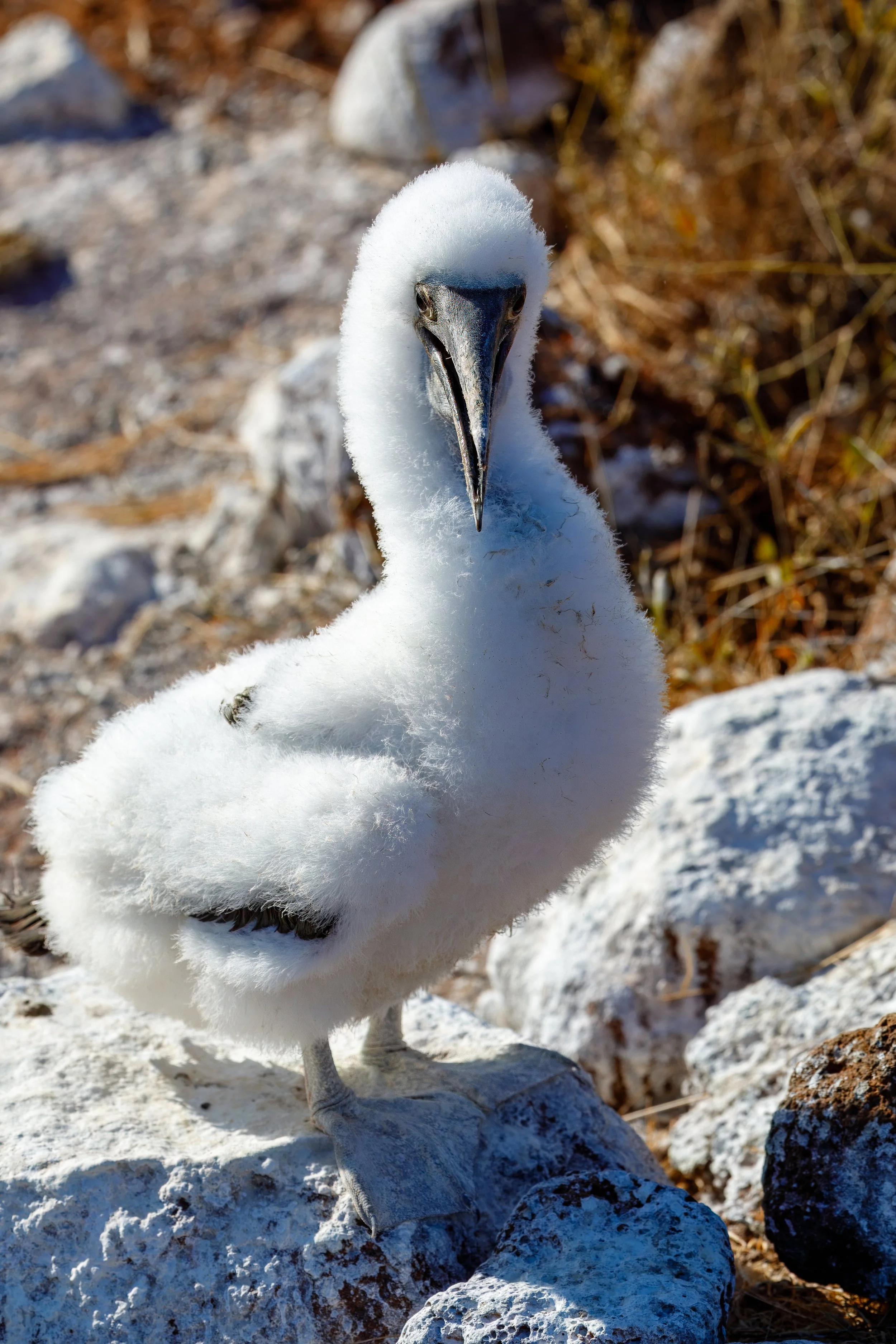  Another curious young booby  